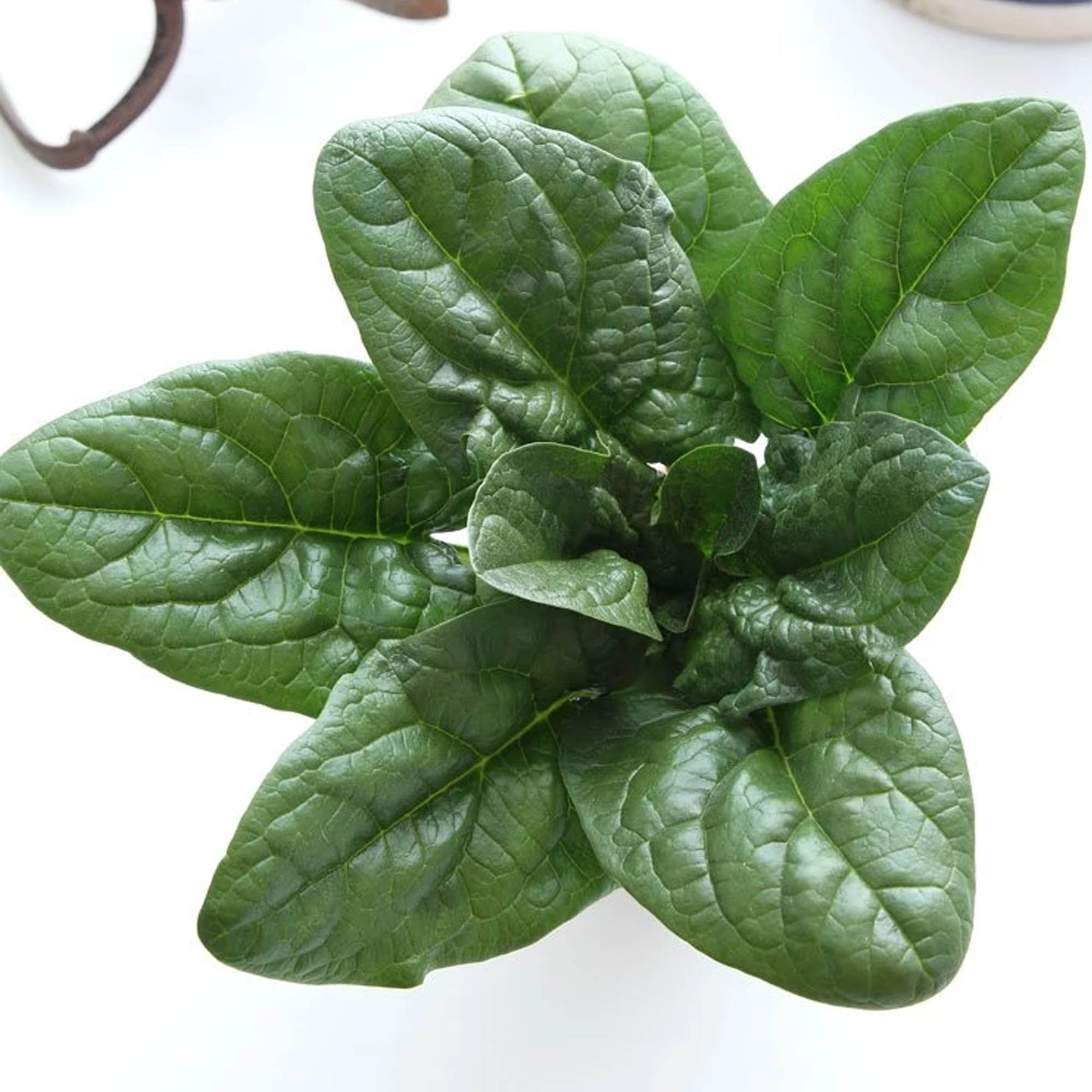 Carmel Spinach F1 Hybrid - 1/4 LB ~8,000 Seeds - Vegetable Garden - Buy Non-GMO Spinacia oleracea Farm & Gardening Seeds Online