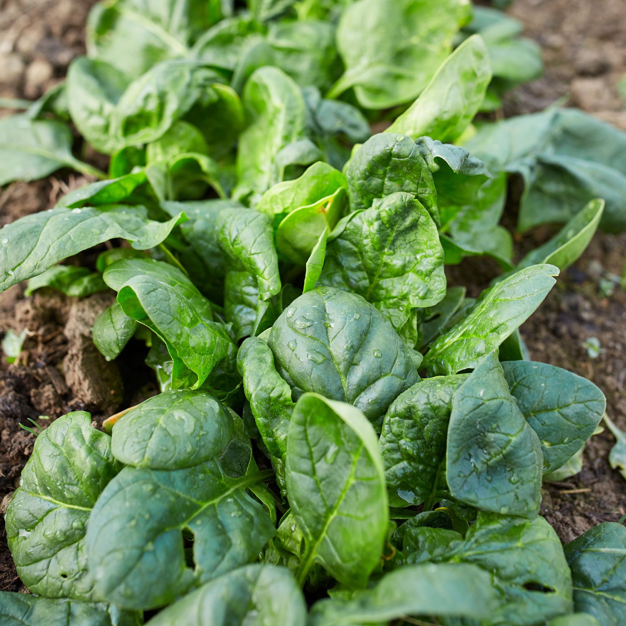 Spinach Seeds - Matador Seeds - Viking - 4g Packet ~300 - Vegetable - Buy Non-GMO Spinacia oleracea Farm & Gardening Seeds Onlin