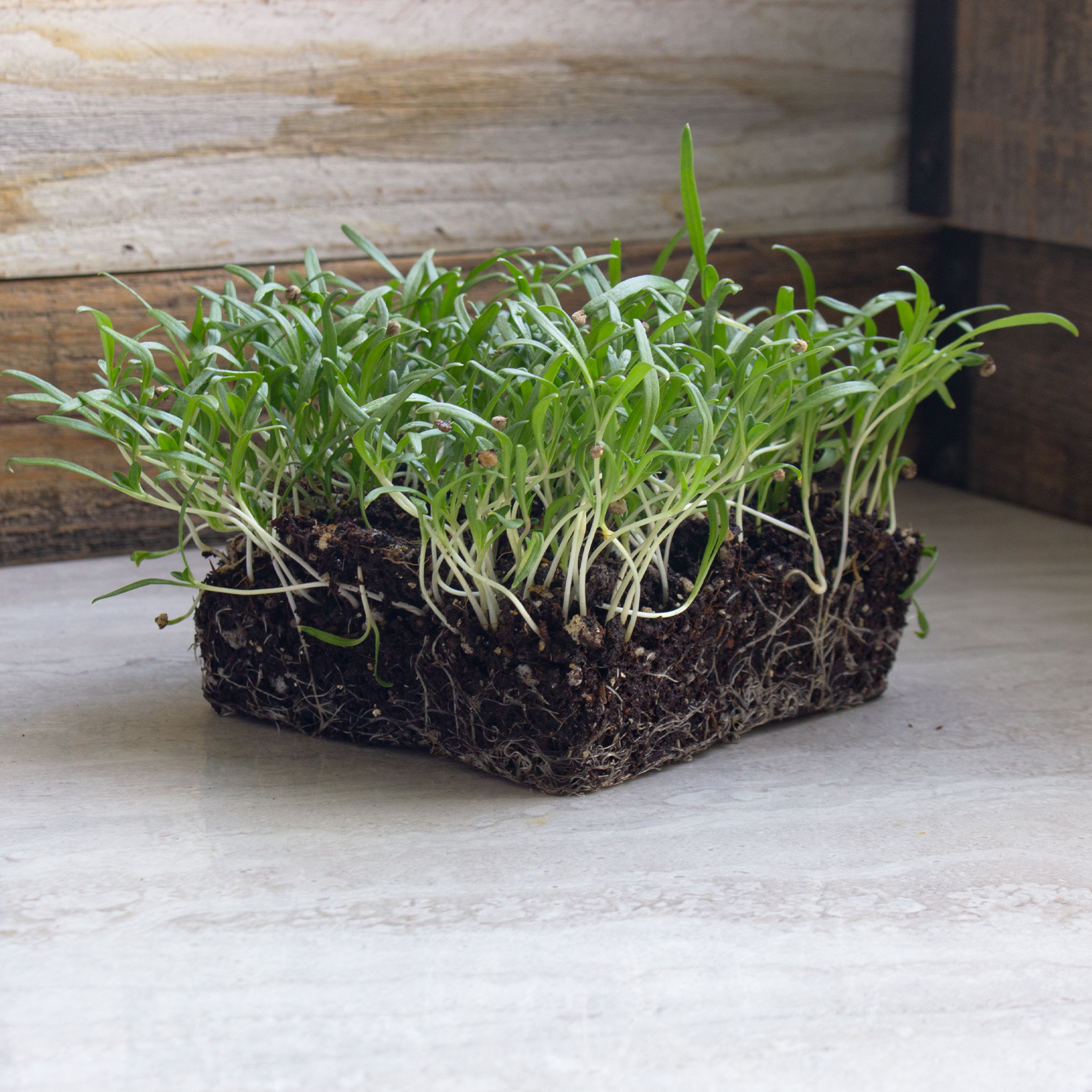 Spinach Seeds - Winter Giant - 4 g Packet ~300 - Vegetable Non-GMO - Buy Non-GMO Spinacia oleracea Farm & Gardening Seeds Online