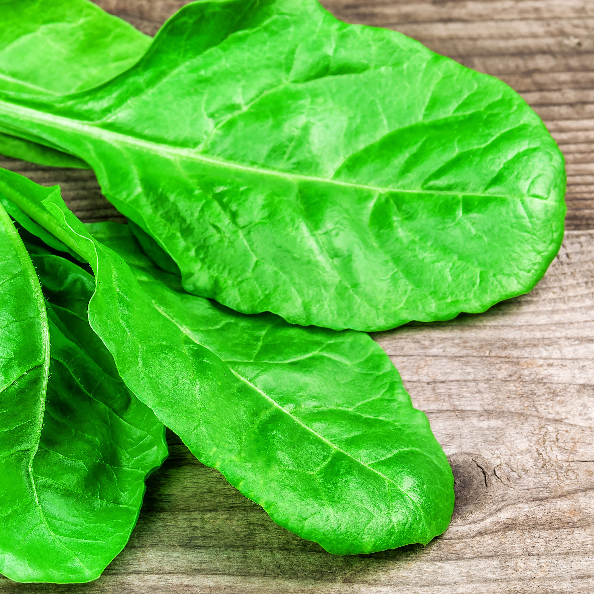 Spinach Seeds - Winter Giant - 1 Lb Bulk ~33,600 - Garden Vegetable - Buy Non-GMO Spinacia oleracea Farm & Gardening Seeds Onlin