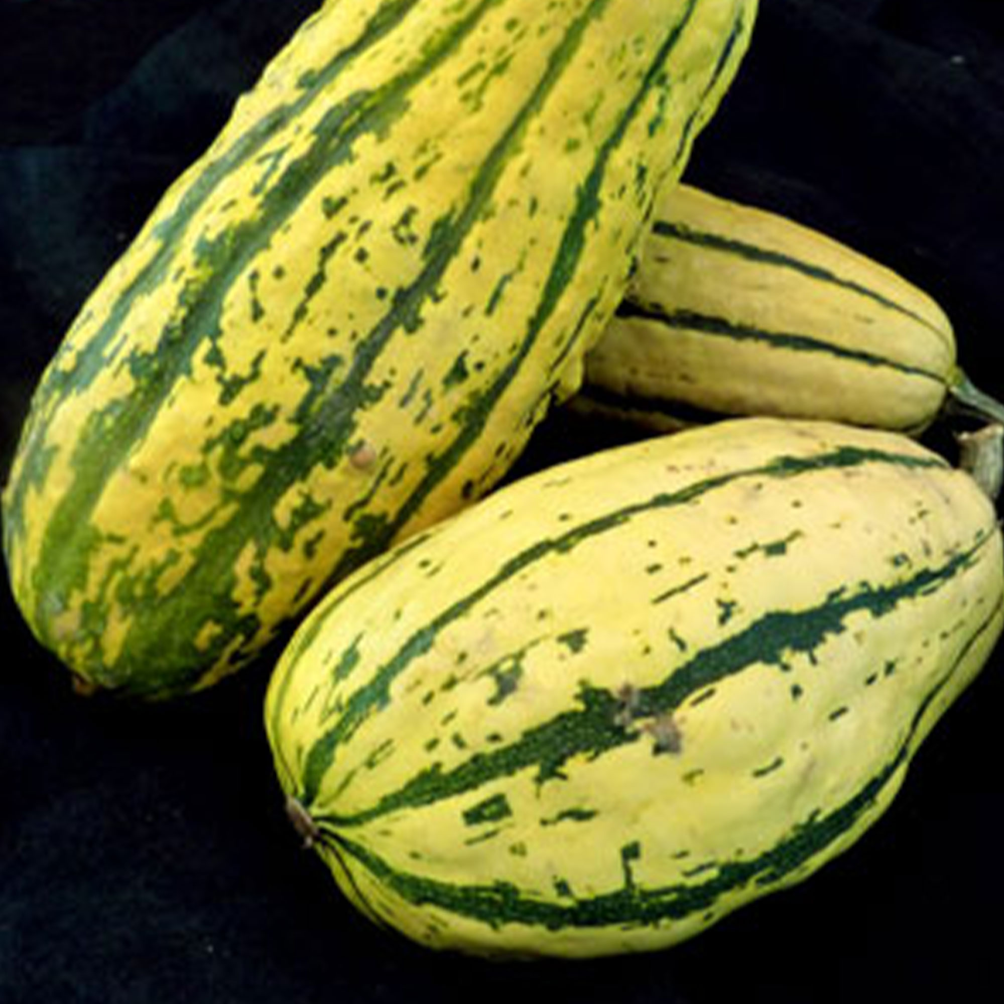Organic Bush Delicata Squash Seeds - 3 g ~20 Seeds, Non-GMO, Gardening - Buy Non-GMO, Open Pollinated Seeds Online - Best Seed S