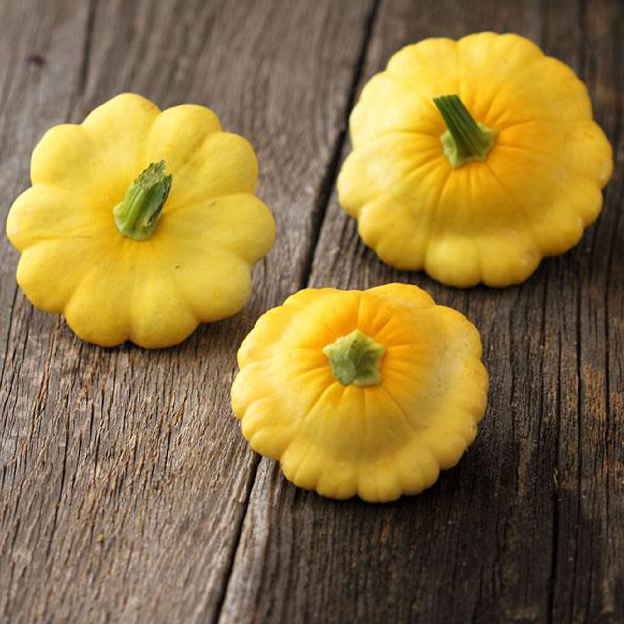 Scallop Yellow Bush Squash Seeds - 4 g ~55- AKA: Patty Pan, Heirloom - Buy Non-GMO Cucurbita pepo Farm & Gardening Seeds Online