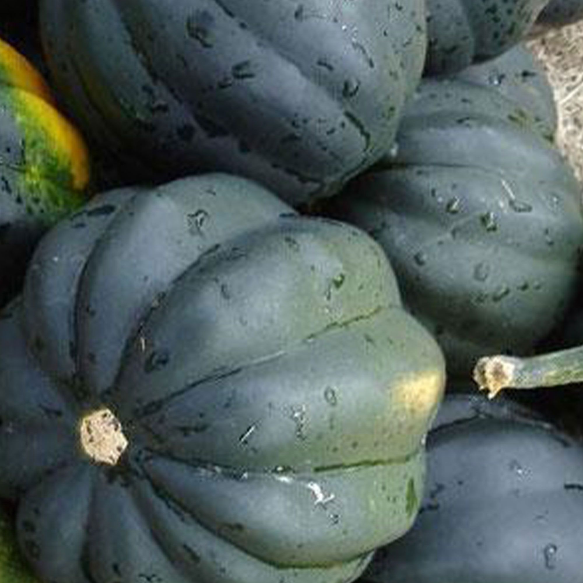 Organic Table King Bush Acorn Squash Seeds - 1/4 LB Bulk ~675- Farm - Buy Non-GMO, Open Pollinated Seeds Online - Best Seed Supp
