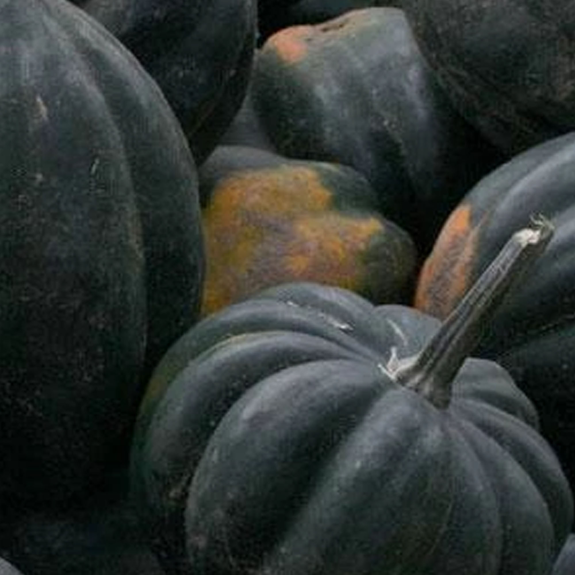 Organic Table Queen Bush Acorn Squash Seeds - 1/4 LB ~650 - Non-GMO - Buy Non-GMO Cucurbita pepo Farm & Gardening Seeds Online