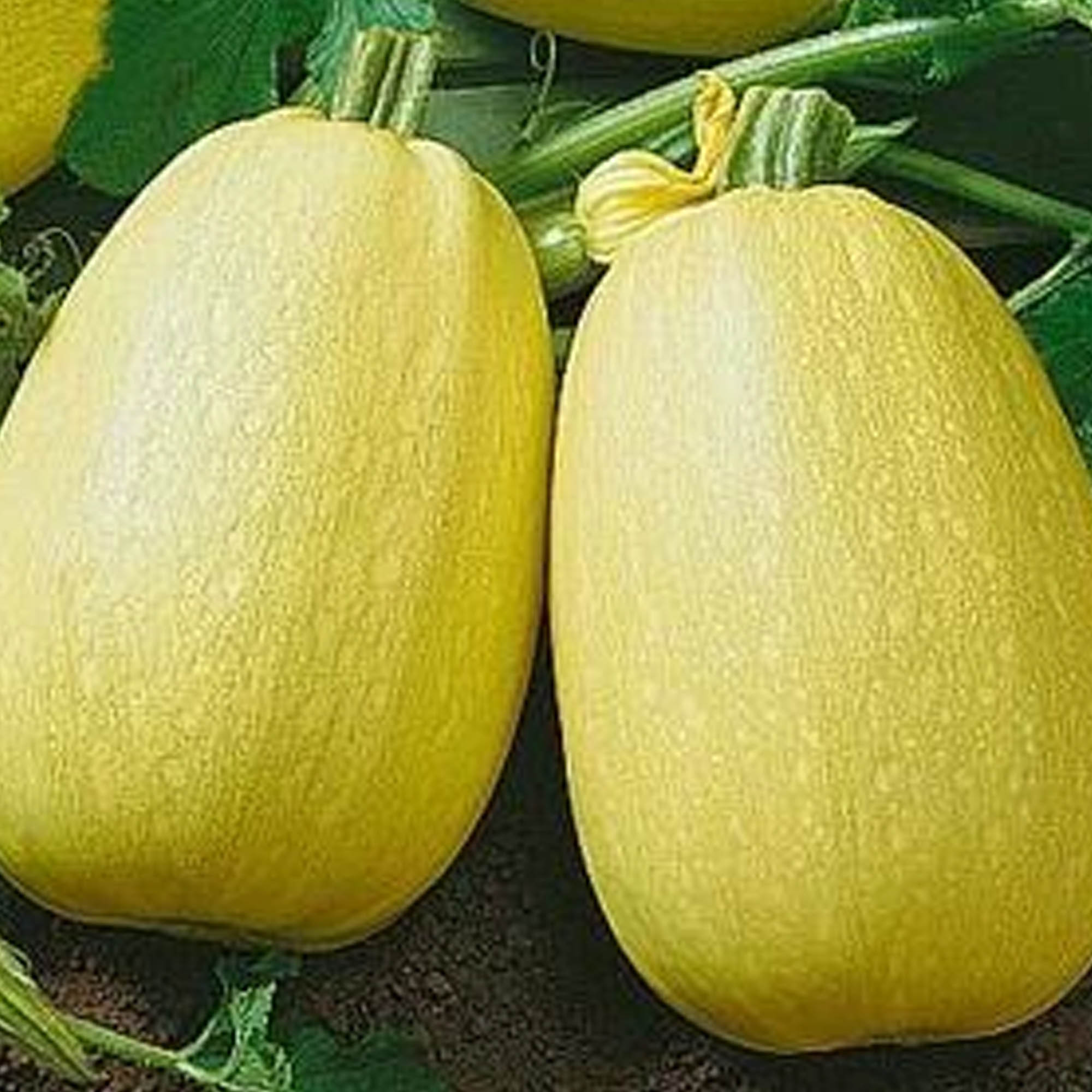 Vermicelli F1 Squash - 1 OZ ~150 Seeds - Hybrid F1 - Winter Spaghetti - Buy Non-GMO, Hybrid Seeds Online - Best Seed Supplier