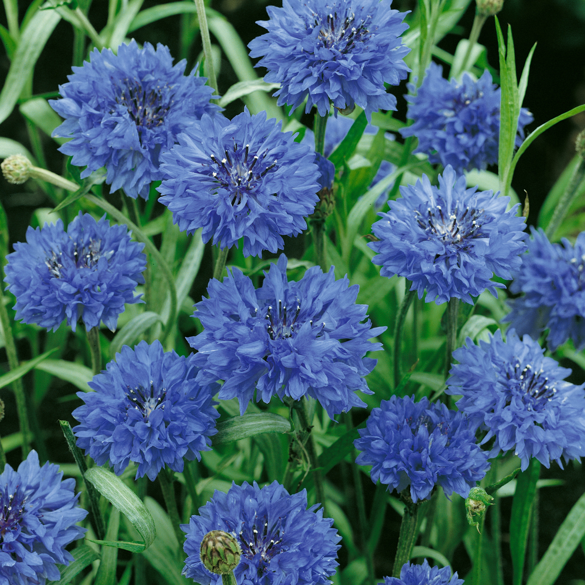 Organic Jubilee Bachelor Buttons Seeds - 1 Oz -Flower Garden, Heirloom