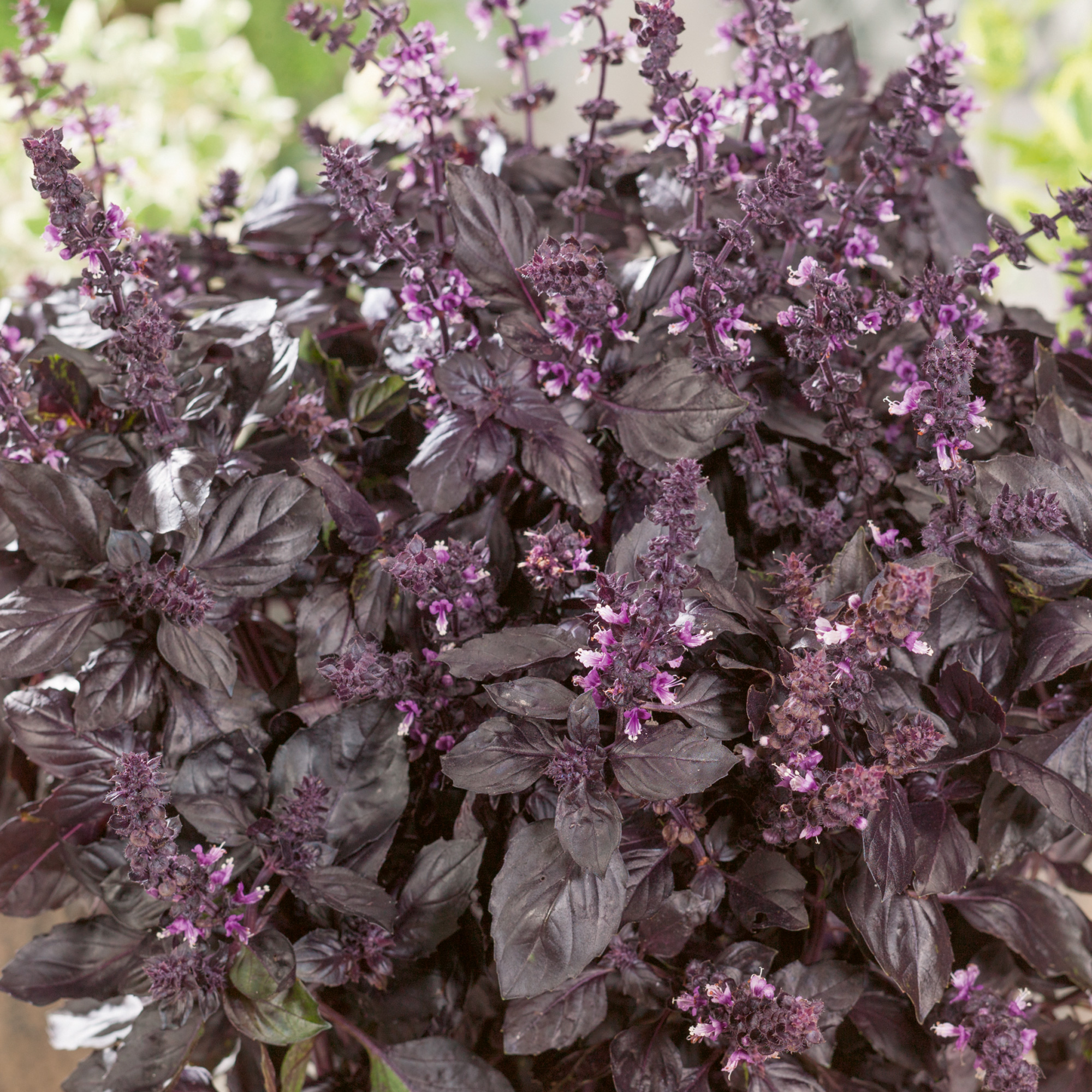 Organic Purple Dark Opal Basil Seeds - 2 g Packet - Herb Garden