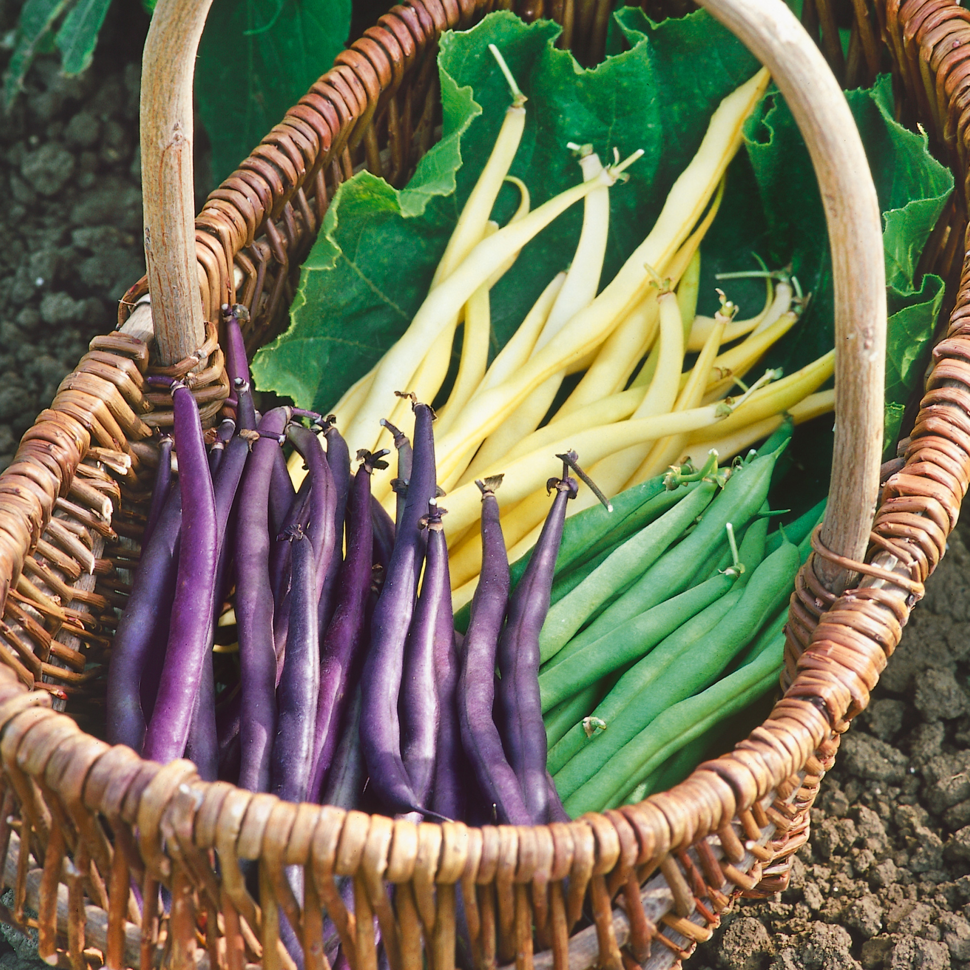 Organic Mardi Gras Bush Bean Mix Seeds - 30 g Packet - Garden- Non-GMO