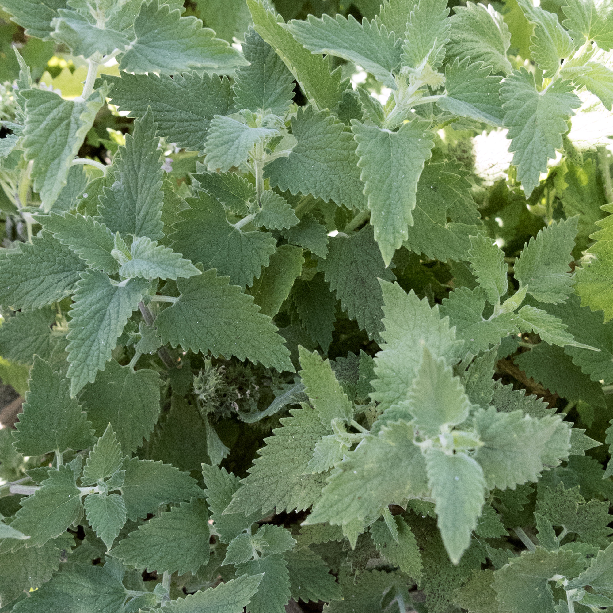Organic Catnip Seeds - 2 g Packet - Herb Gardening -Cat Mint, Heirloom