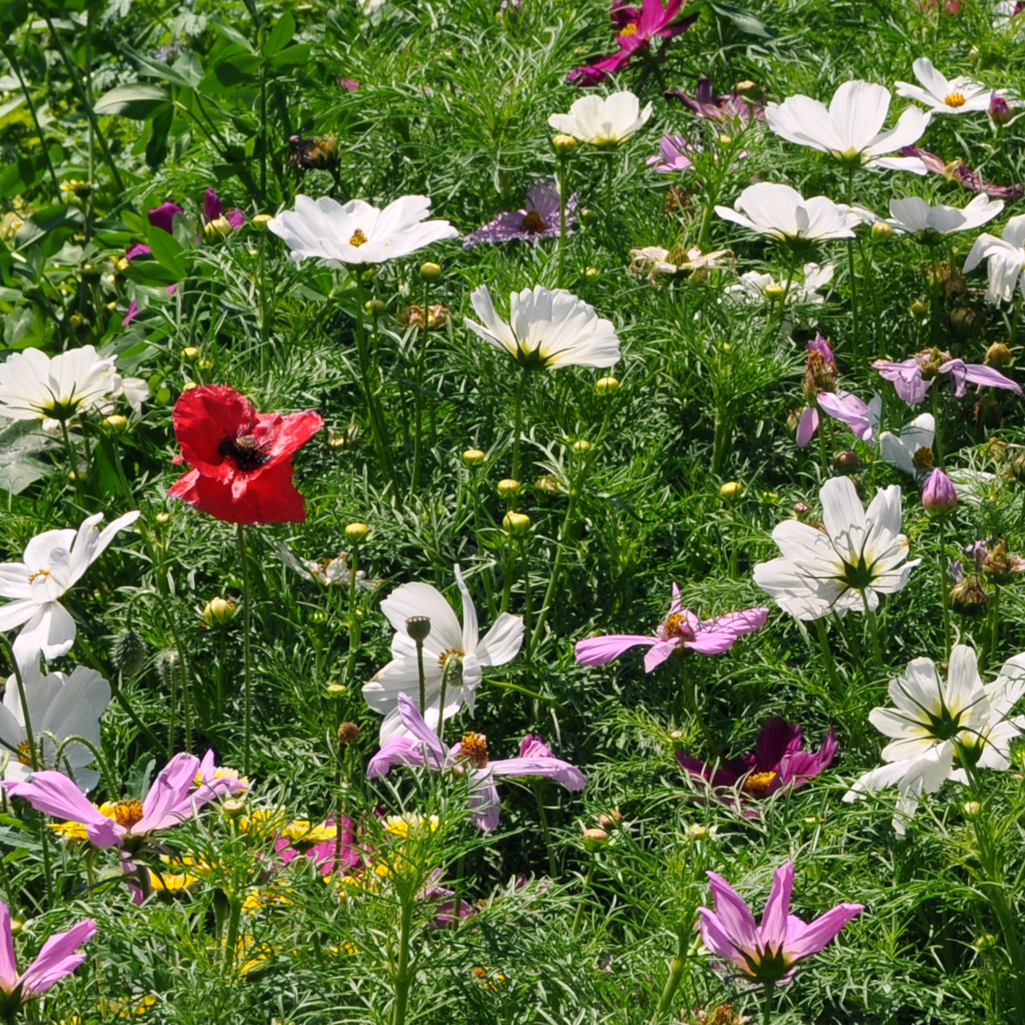 Organic Dwarf Sensation Cosmos Mix Seeds - 2 g Packet - Flower Garden