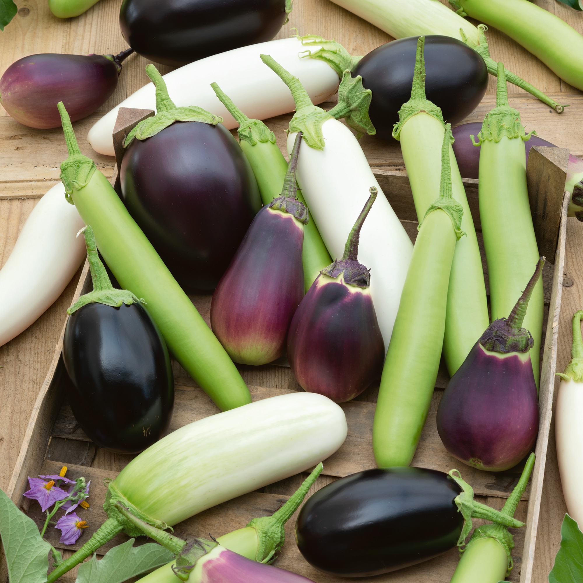 Organic Cook's Choice Eggplant Seeds - 2 g Packet - Gardening - NonGMO