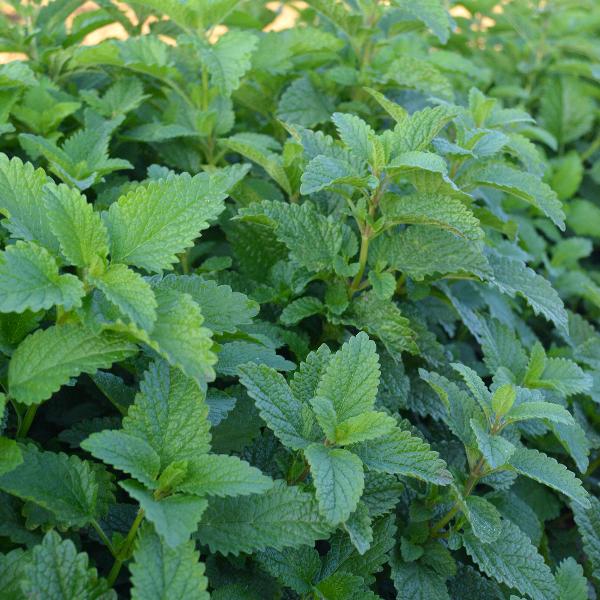 Organic Lemon Balm Seeds - 1 Oz - Herb Garden, Non-GMO, Heirloom