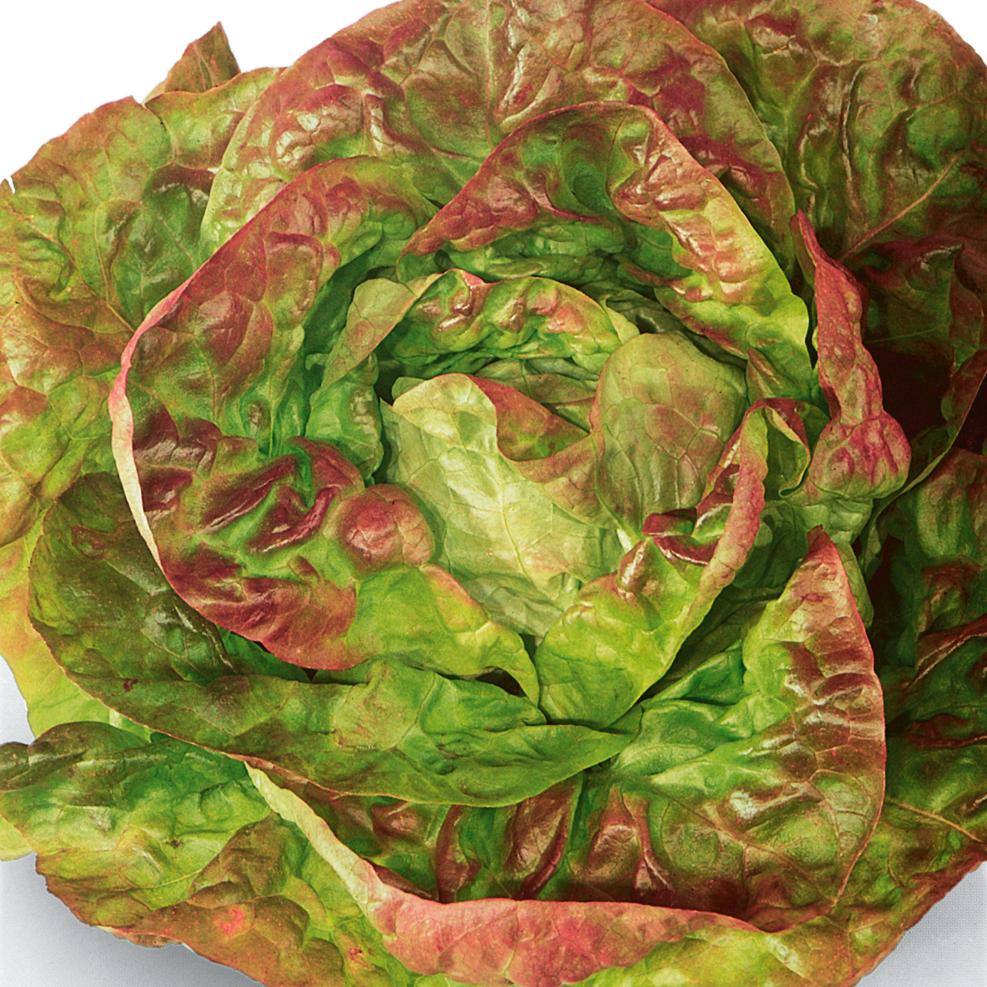 Organic Brune D'Hiver Romaine Lettuce Seeds - 1 g Packet - Garden