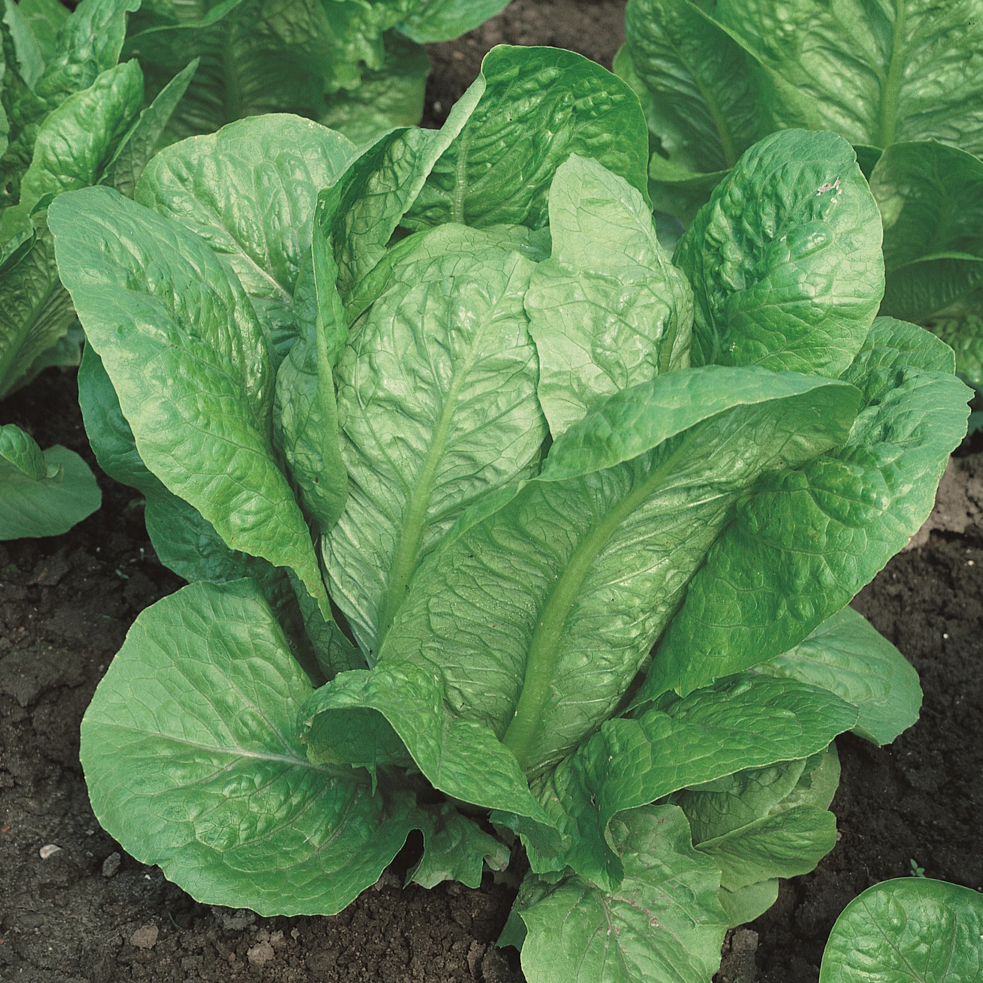 Organic Vivian Romaine Lettuce Seeds - 1 g Packet - Garden, Non-GMO