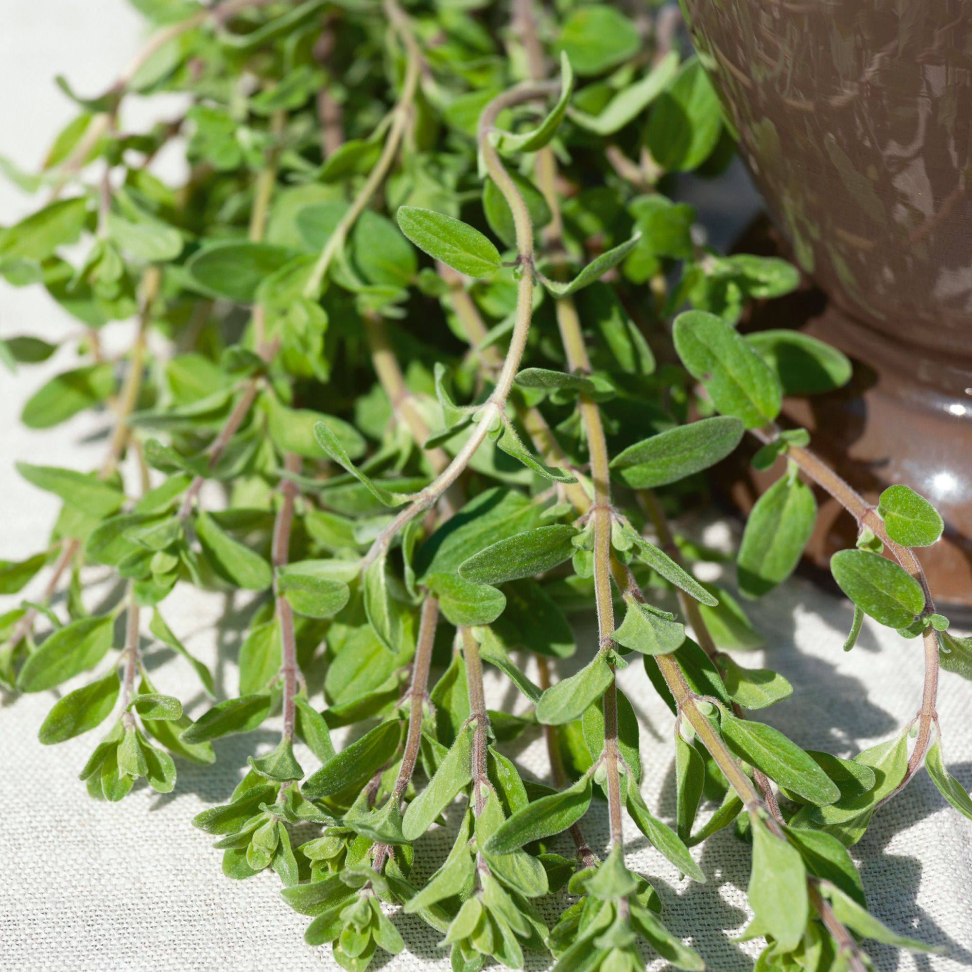 Organic Marjoram Seeds - 500 Mg Packet - Herb Garden, NonGMO, Heirloom