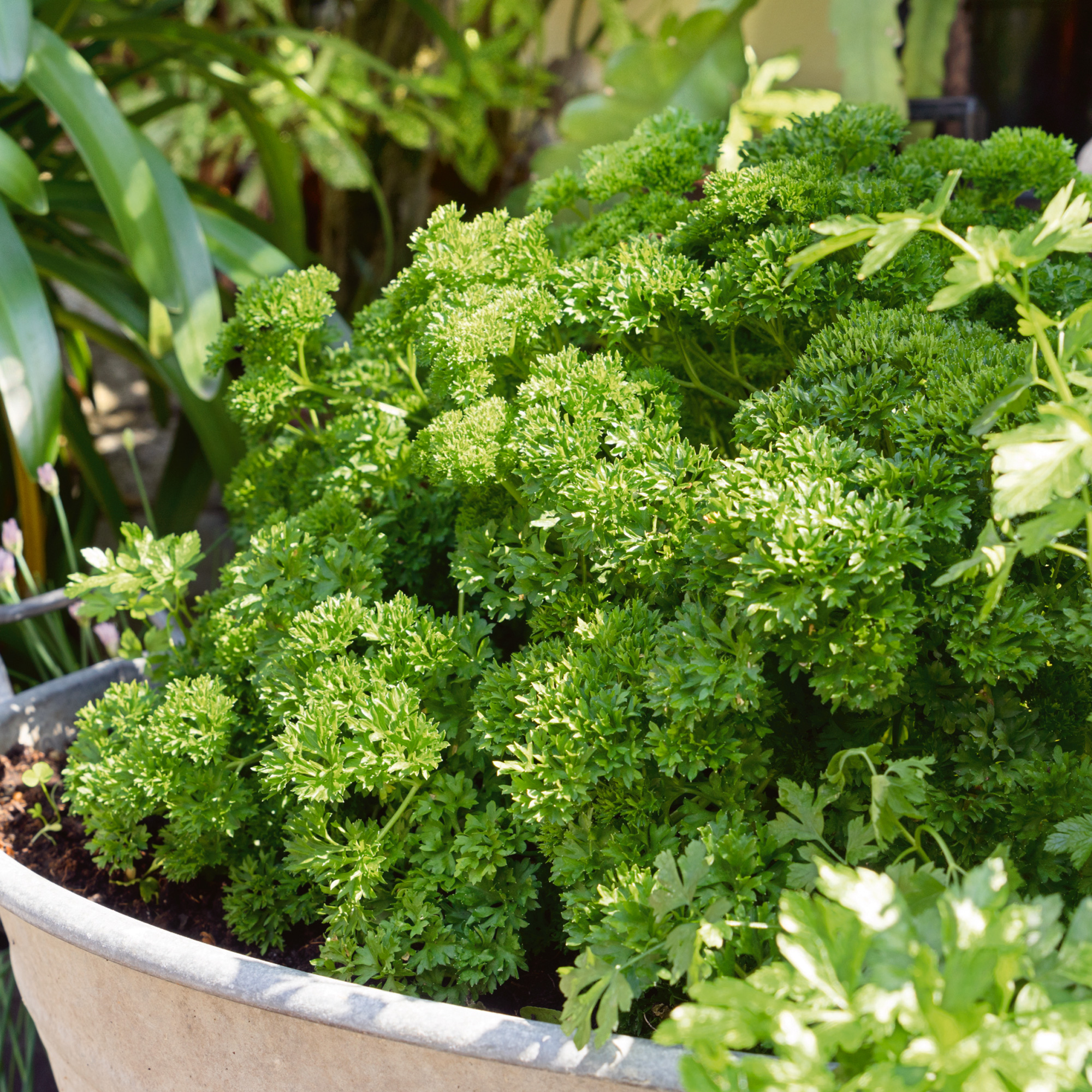 Organic Kitchen Garden Blend Parsley Seeds - 1 g Packet - Garden