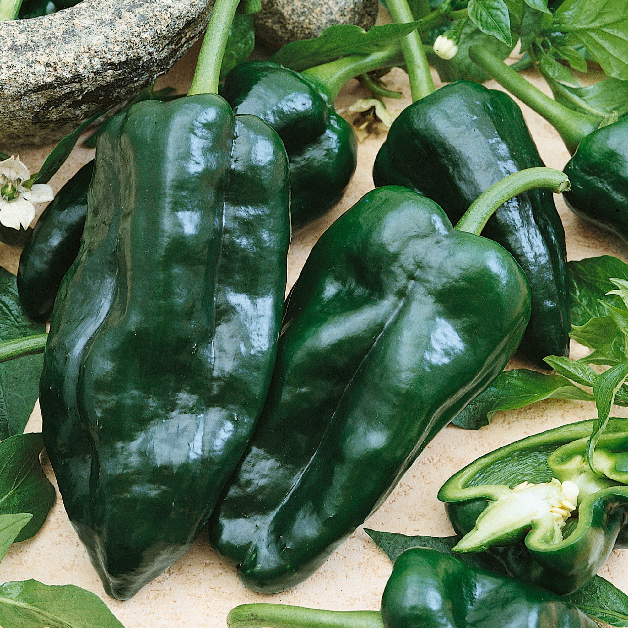Organic Poblano Hot Pepper Seeds - 1 Oz - Garden, Non-GMO