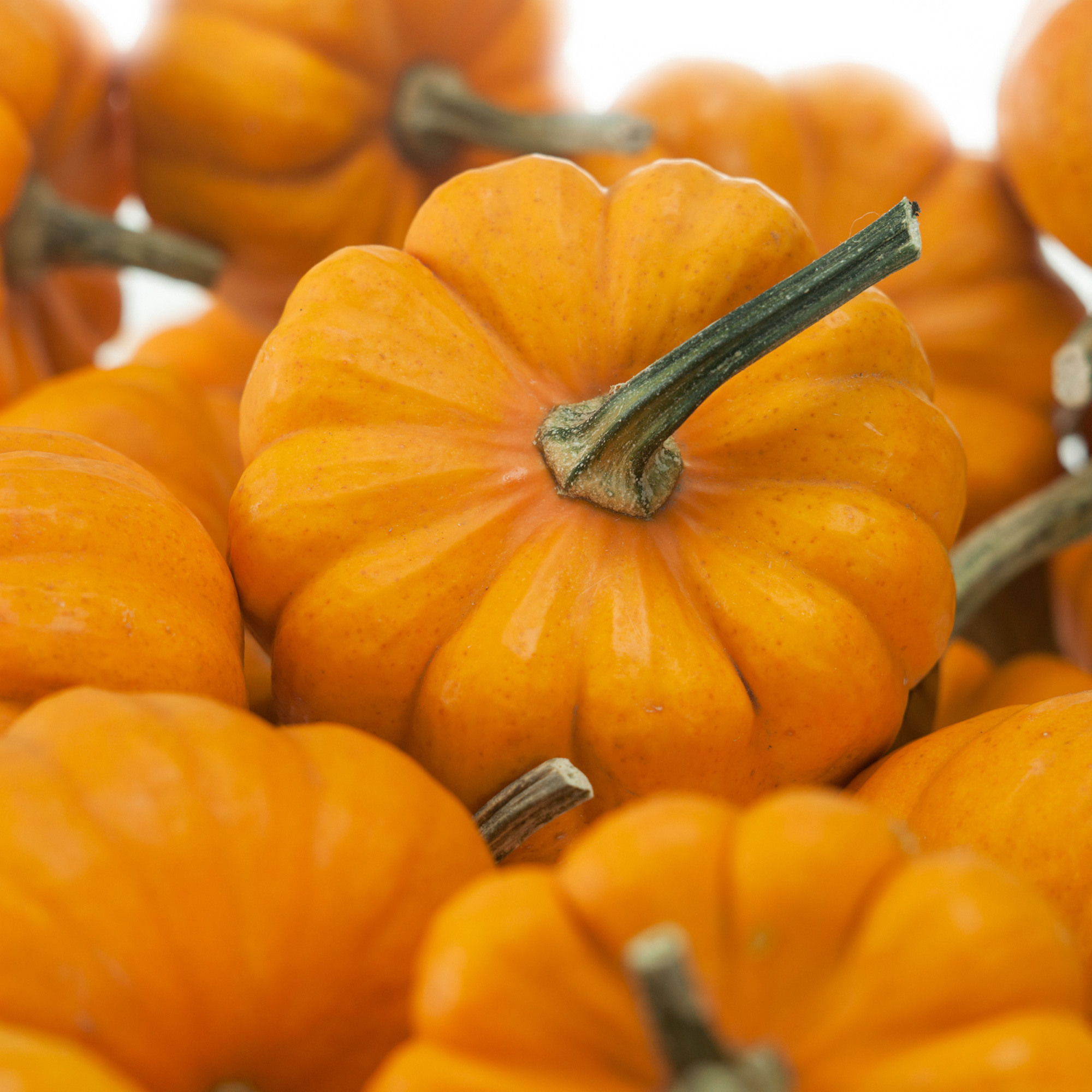 Organic Jack Be Little Pumpkin Seeds - 4 g Packet - Garden, Non-GMO