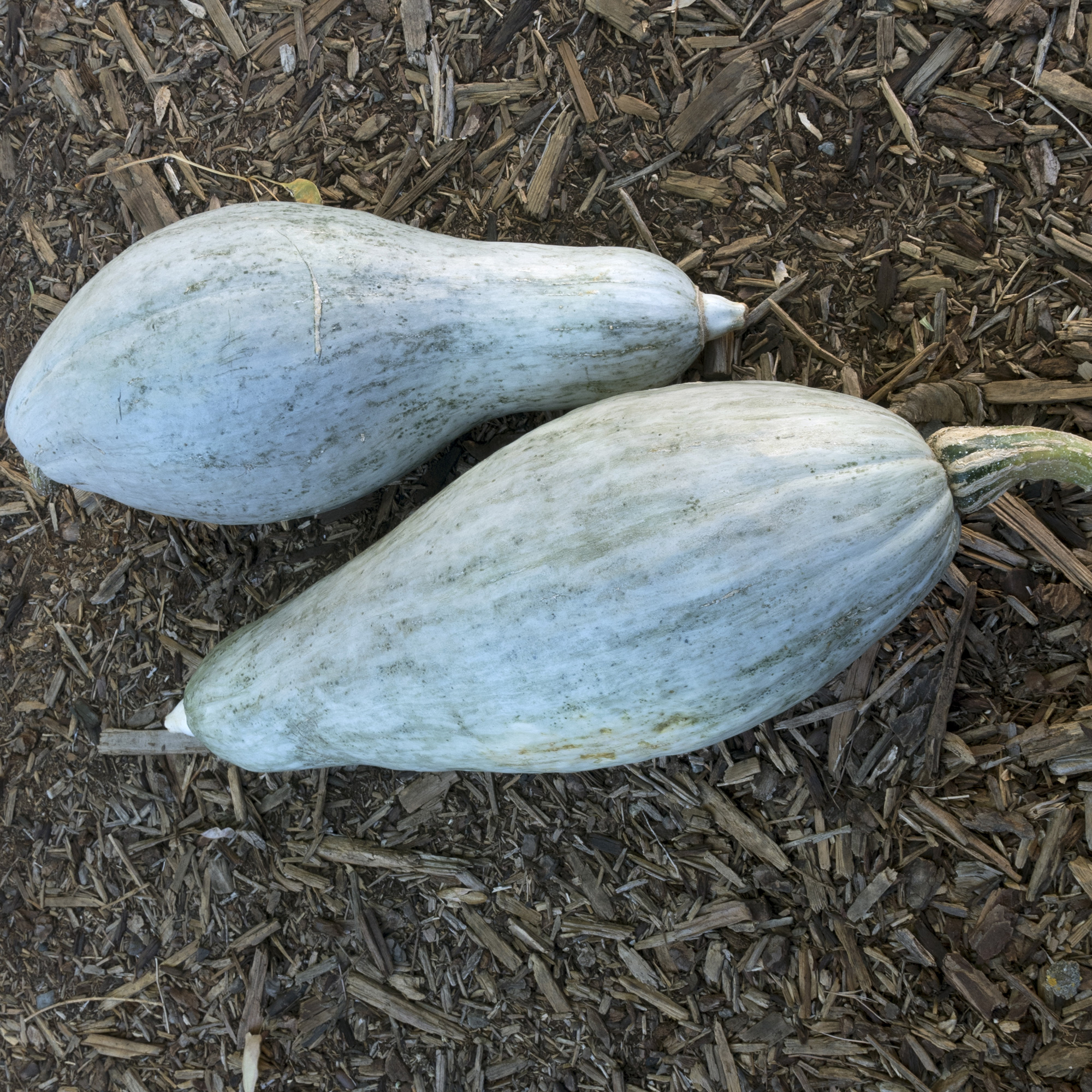 Organic Blue Banana Winter Squash Seeds - 4 g Packet - Garden, Non-GMO