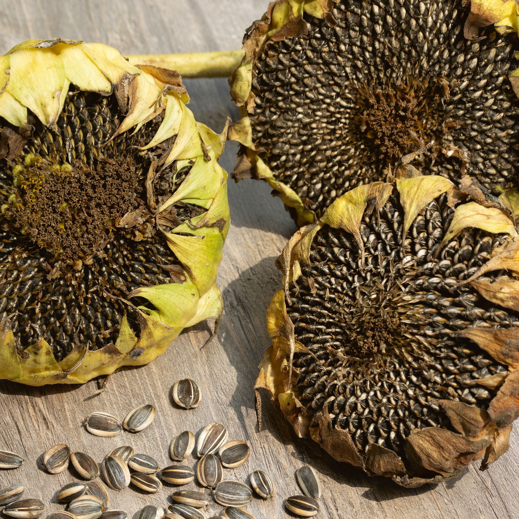 Organic Mammoth Grey Stripe Sunflower Seeds -1 Oz -Garden, Microgreens