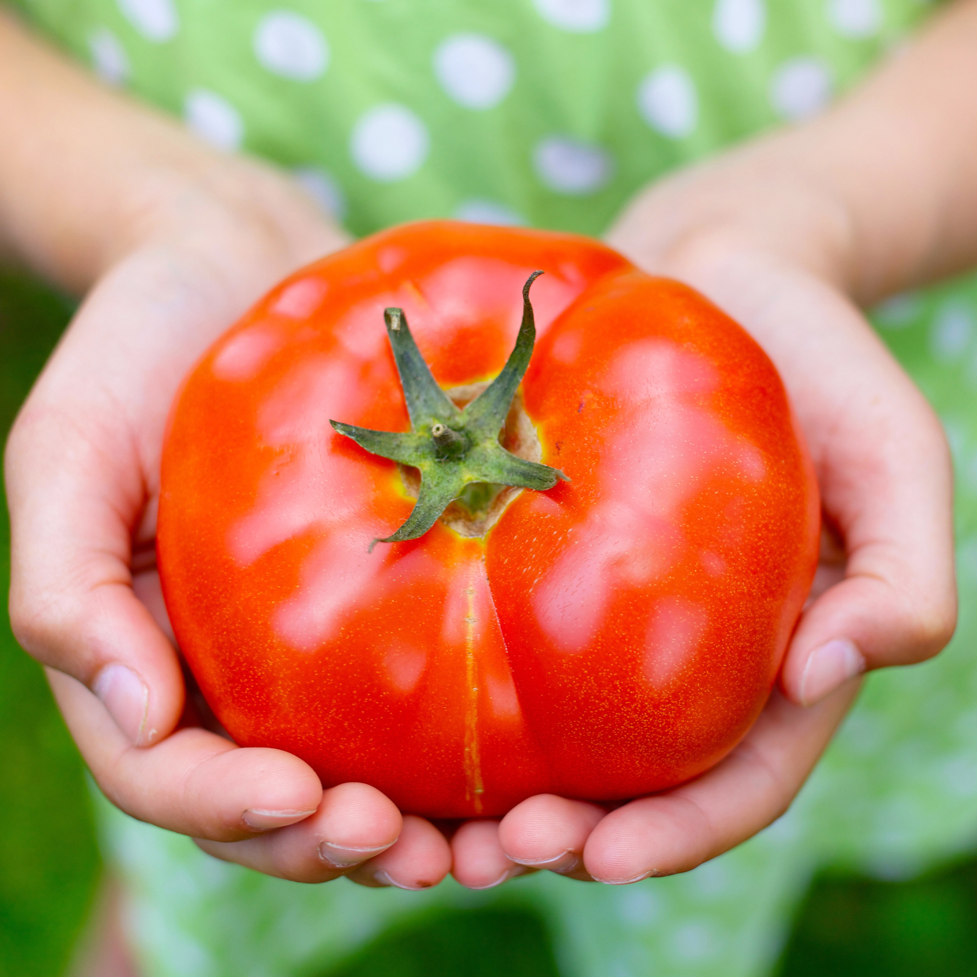 Organic Old German Tomato Seeds - 300 Mg Packet - Garden, Heirloom - Buy Non-GMO Lycopersicon esculentum Farm & Gardening Seeds 