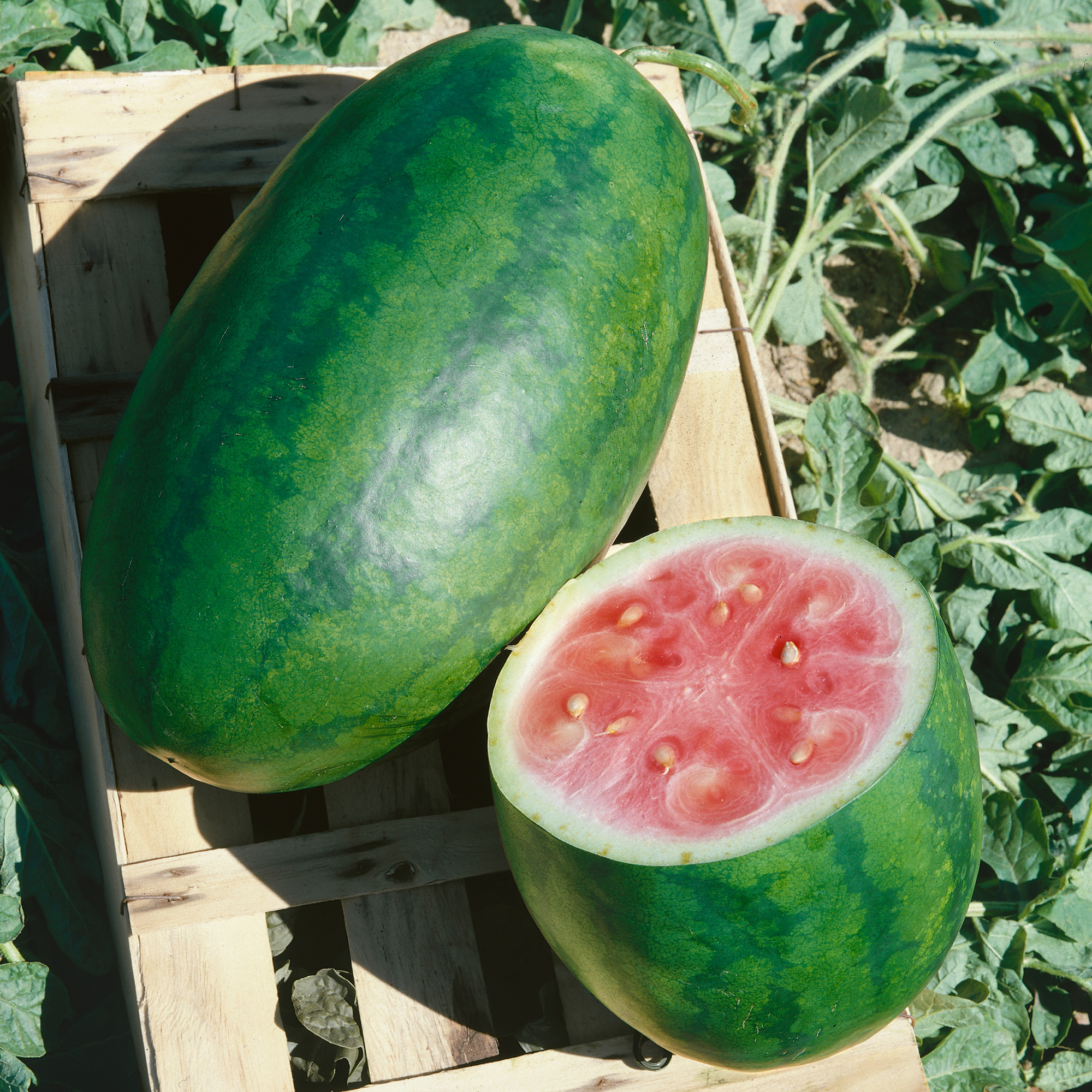 Organic Kleckly Sweet Watermelon Seeds - 3 g Packet - Garden, Non-GMO - Buy Non-GMO Citrullus lanatus Farm & Gardening Seeds Onl