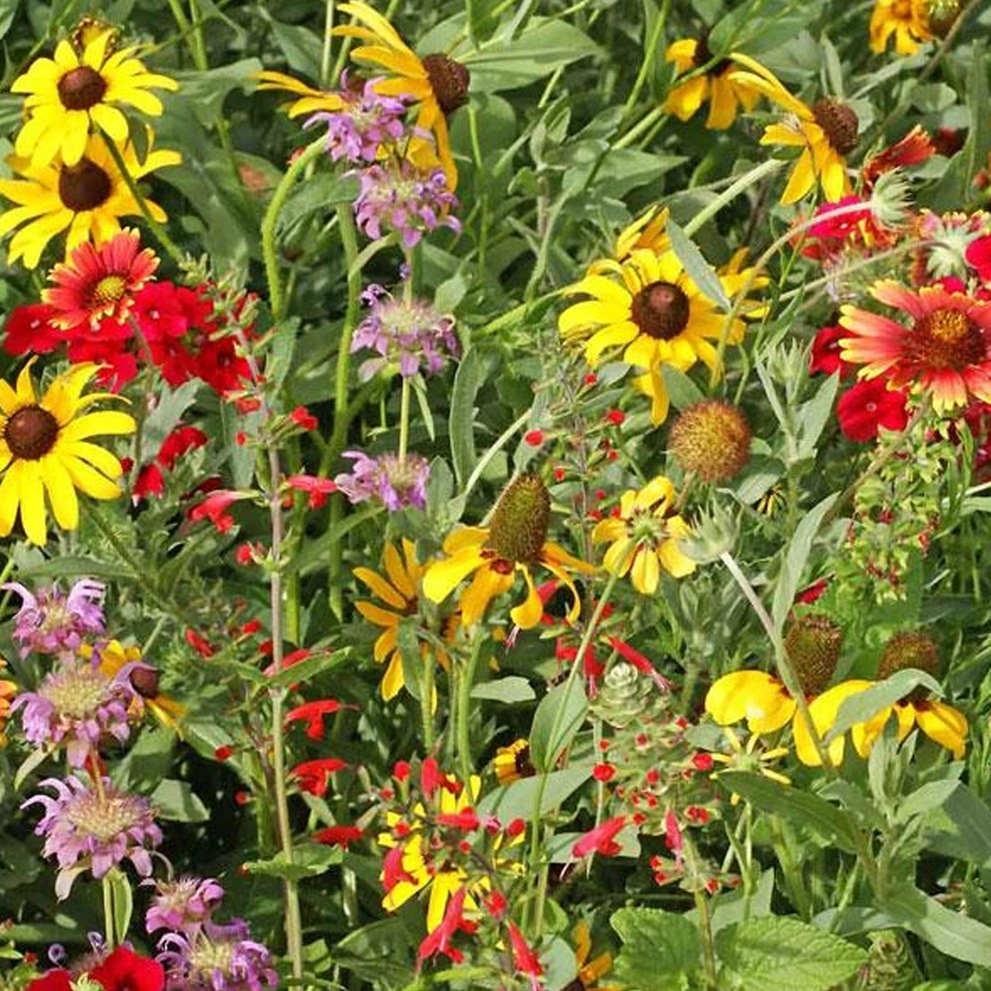 Texas and Oklahoma Flower Seed Mix - 1 LB Bulk - Covers ~3000 Sq. Ft - Wild Flower Seed Blend - Non-GMO, Heirloom Garden & Garde