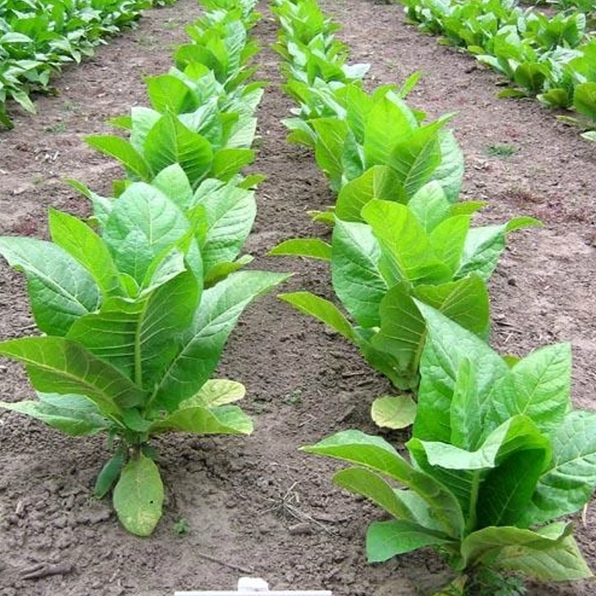 Tobacco Seeds - TN 90 LC - Packet of 1500 Seeds - Nicotiana tabacum - Non-GMO, Open Pollinated Heirloom - Tobacco Garden Seeds -