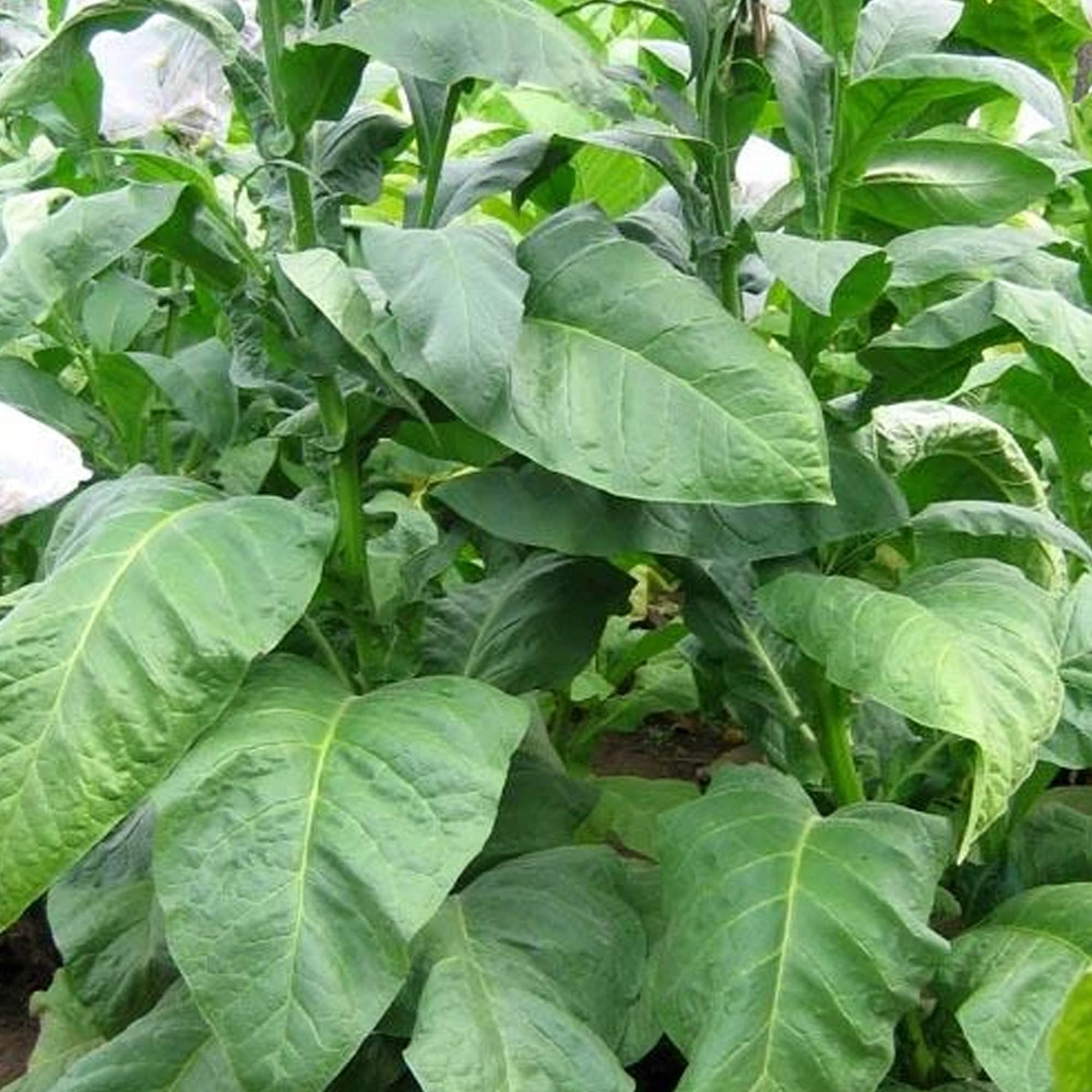 Tobacco Seeds - Indian Black - Packet of 1500 Seeds - Nicotiana tabacum - Non-GMO, Open Pollinated Heirloom - Tobacco Garden See