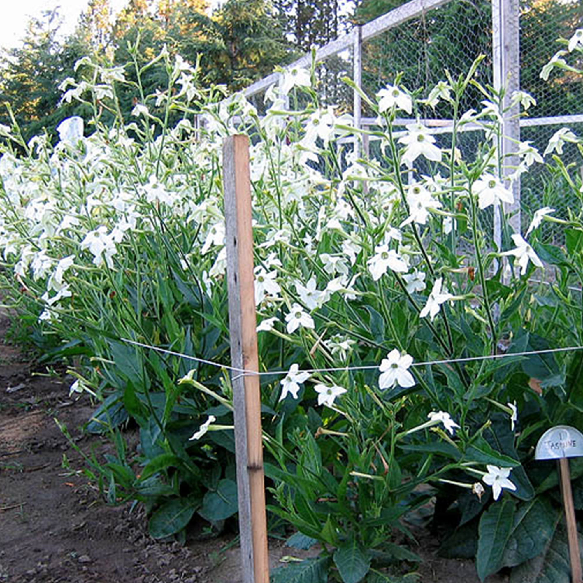 Tobacco Seeds - Jasmine - Packet of 1500 Seeds - Nicotiana alata - Non-GMO, Open Pollinated Heirloom - Tobacco Garden Seeds - fo