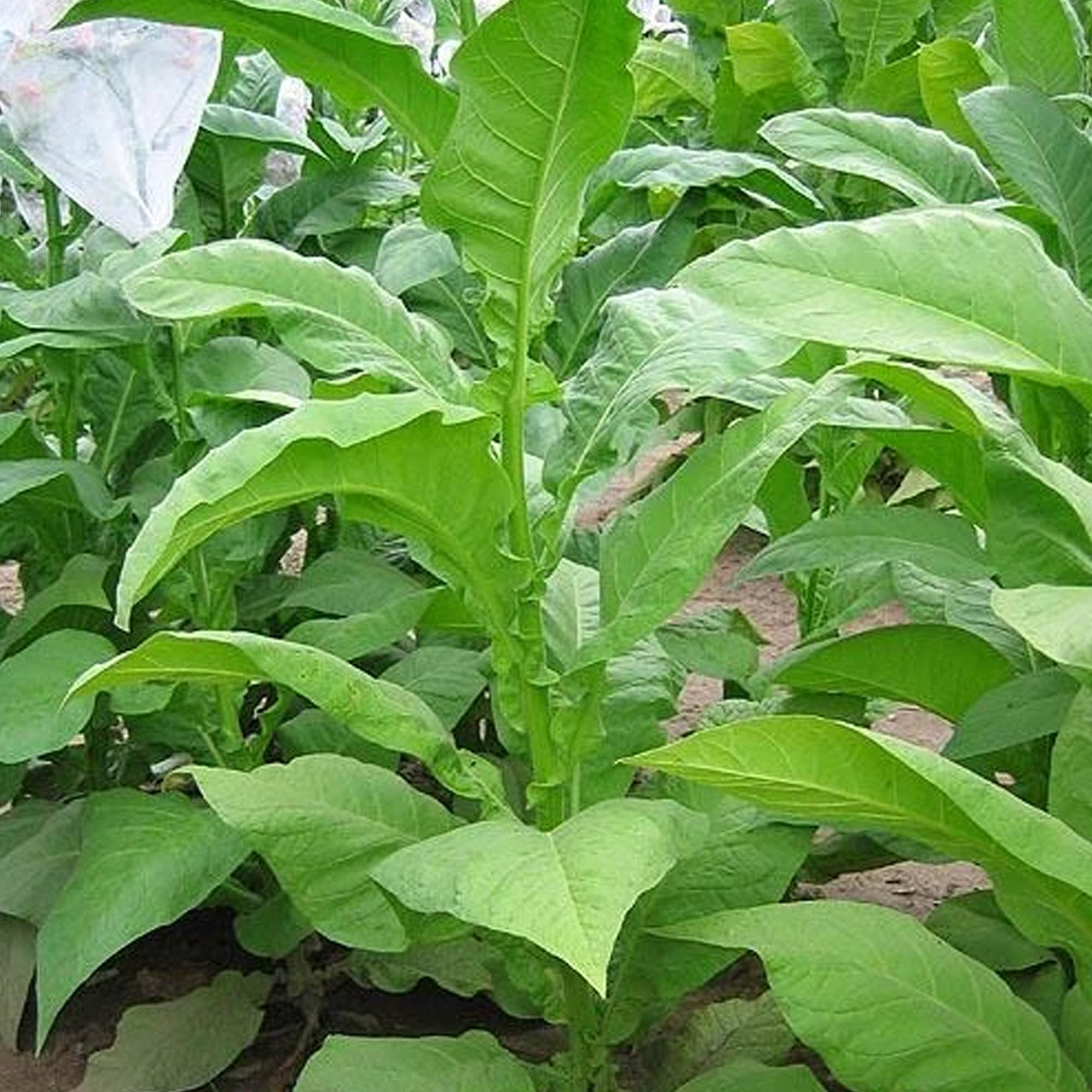 Tobacco Seeds - Madole - Packet of 1500 Seeds - Nicotiana tabacum - Non-GMO, Open Pollinated Heirloom - Tobacco Garden Seeds - f