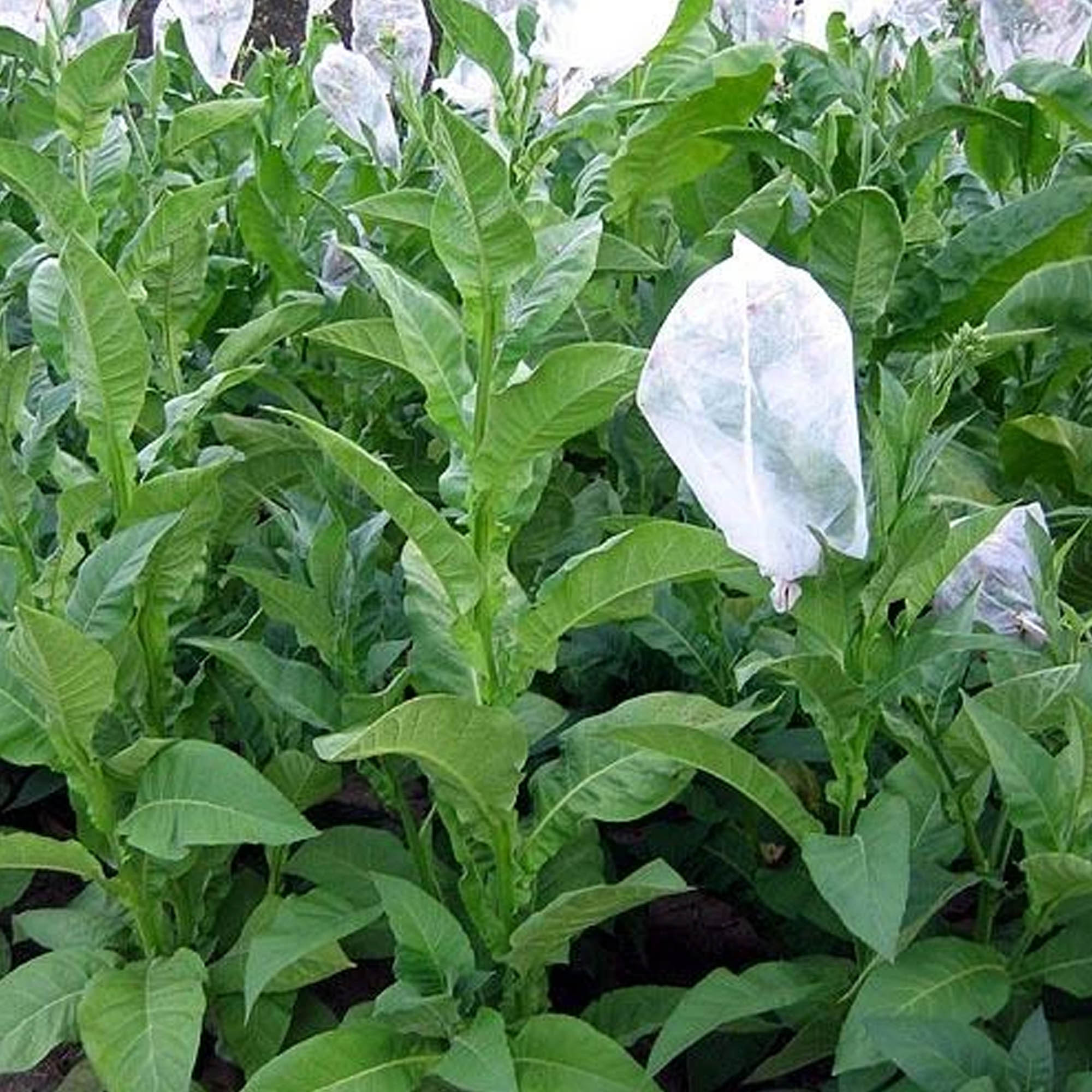 Tobacco Seeds - Mopan Mayan - Packet of 1500 Seeds - Nicotiana rustica - Non-GMO, Open Pollinated Heirloom - Tobacco Garden Seed