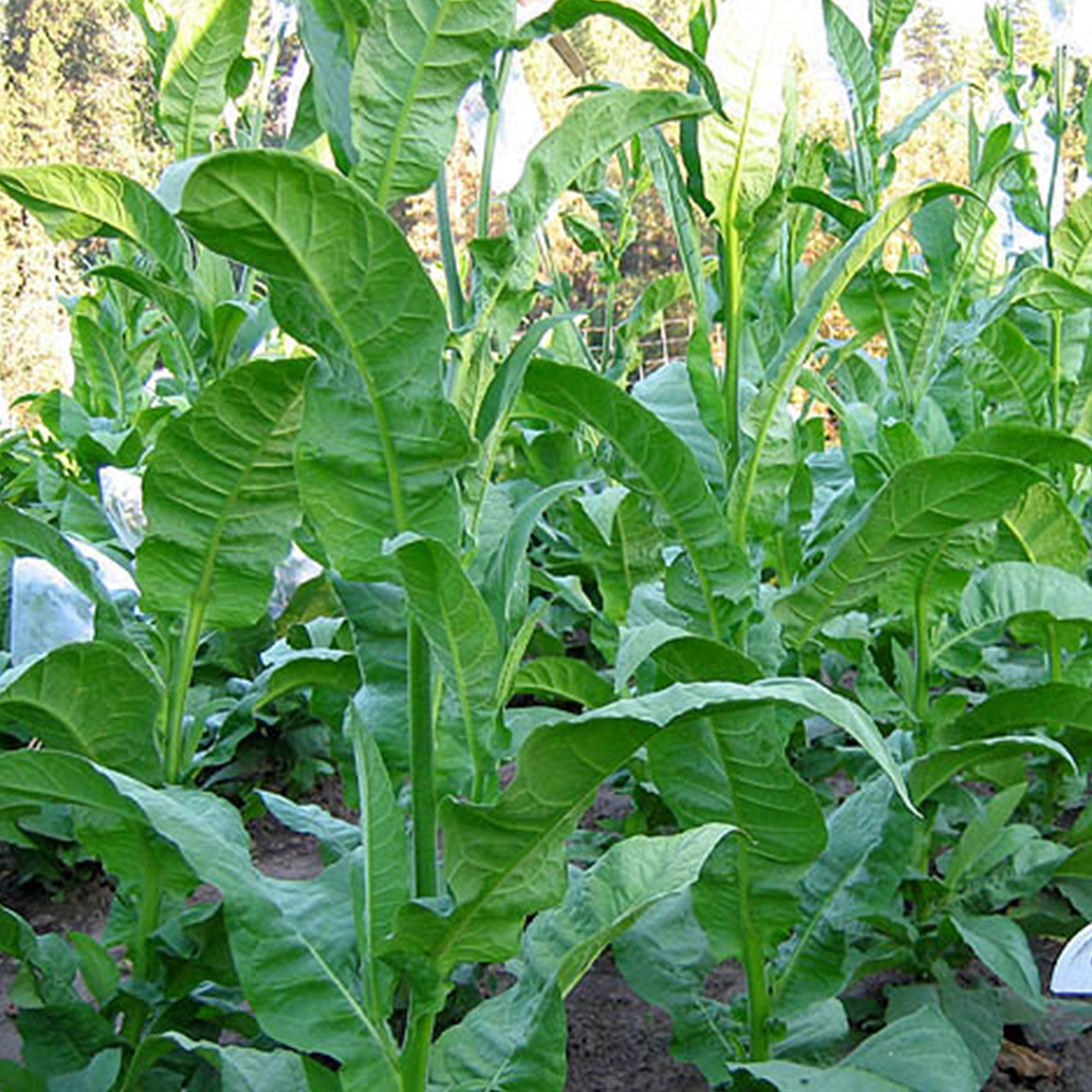 Tobacco Seeds - Gold Leaf Orinoco - Packet of 1500 Seeds - Nicotiana tabacum - Non-GMO, Open Pollinated Heirloom - Tobacco Garde