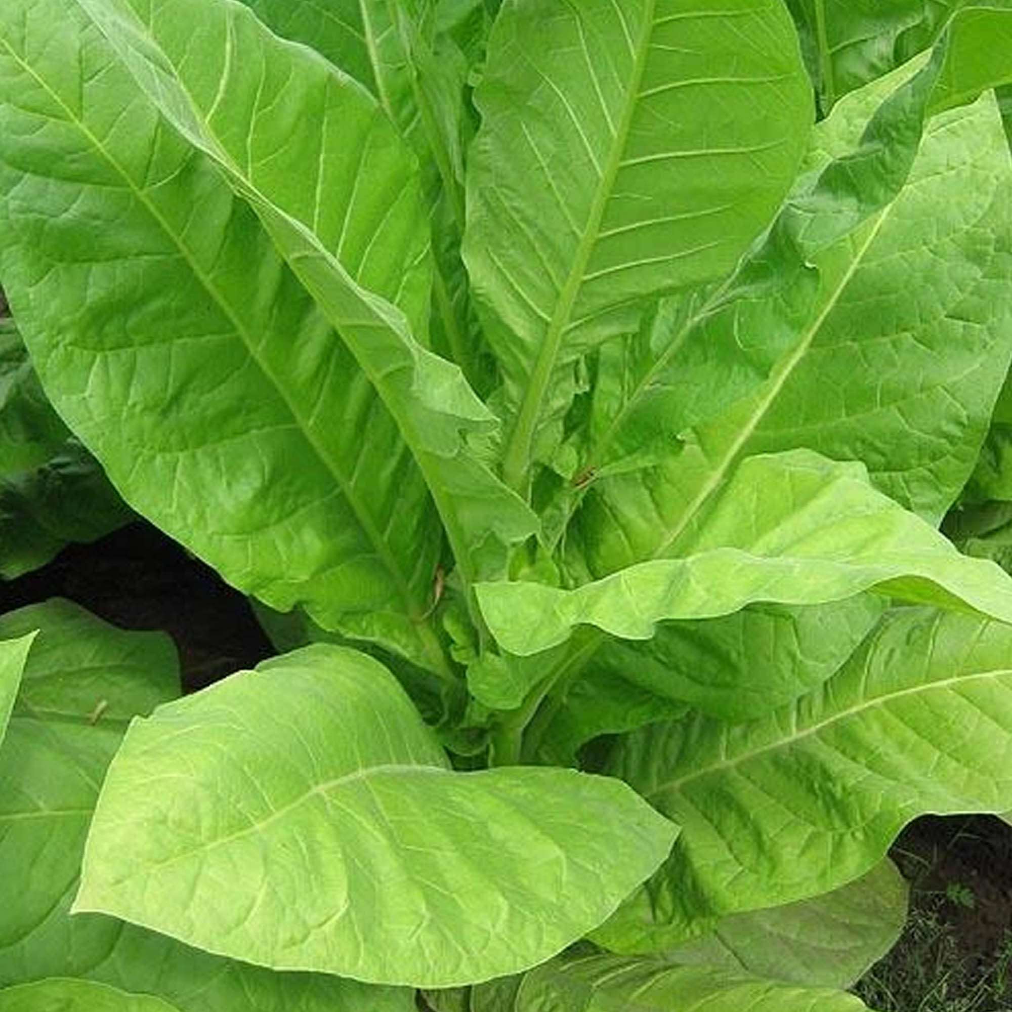 Tobacco Seeds - Pennbel 69 - Packet of 1500 Seeds - Nicotiana tabacum - Non-GMO, Open Pollinated Heirloom - Tobacco Garden Seeds