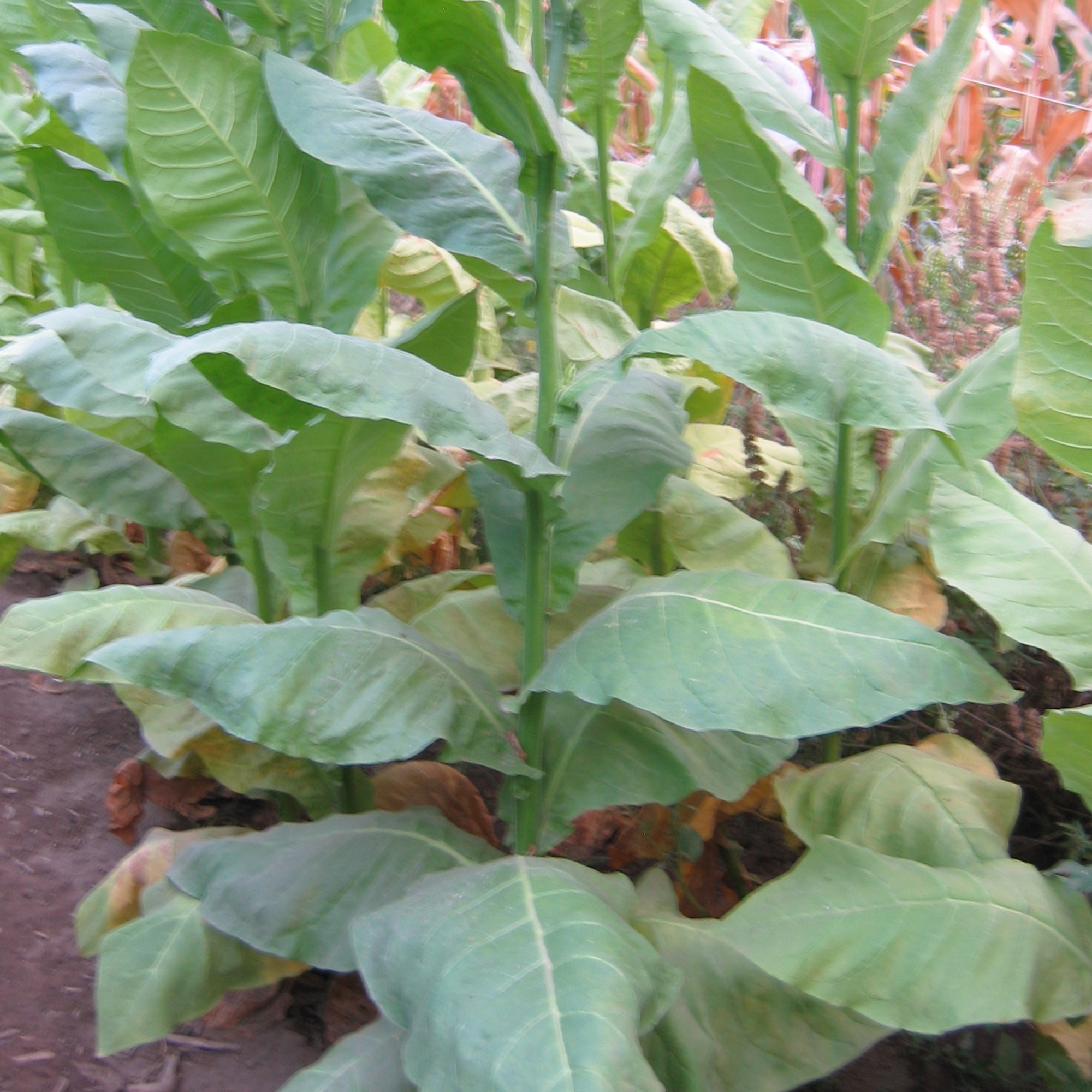 Tobacco Seeds - Piloto Cubano - Packet of 100 Seeds - Nicotiana tabacum - Non-GMO, Open Pollinated Heirloom - Tobacco Garden See