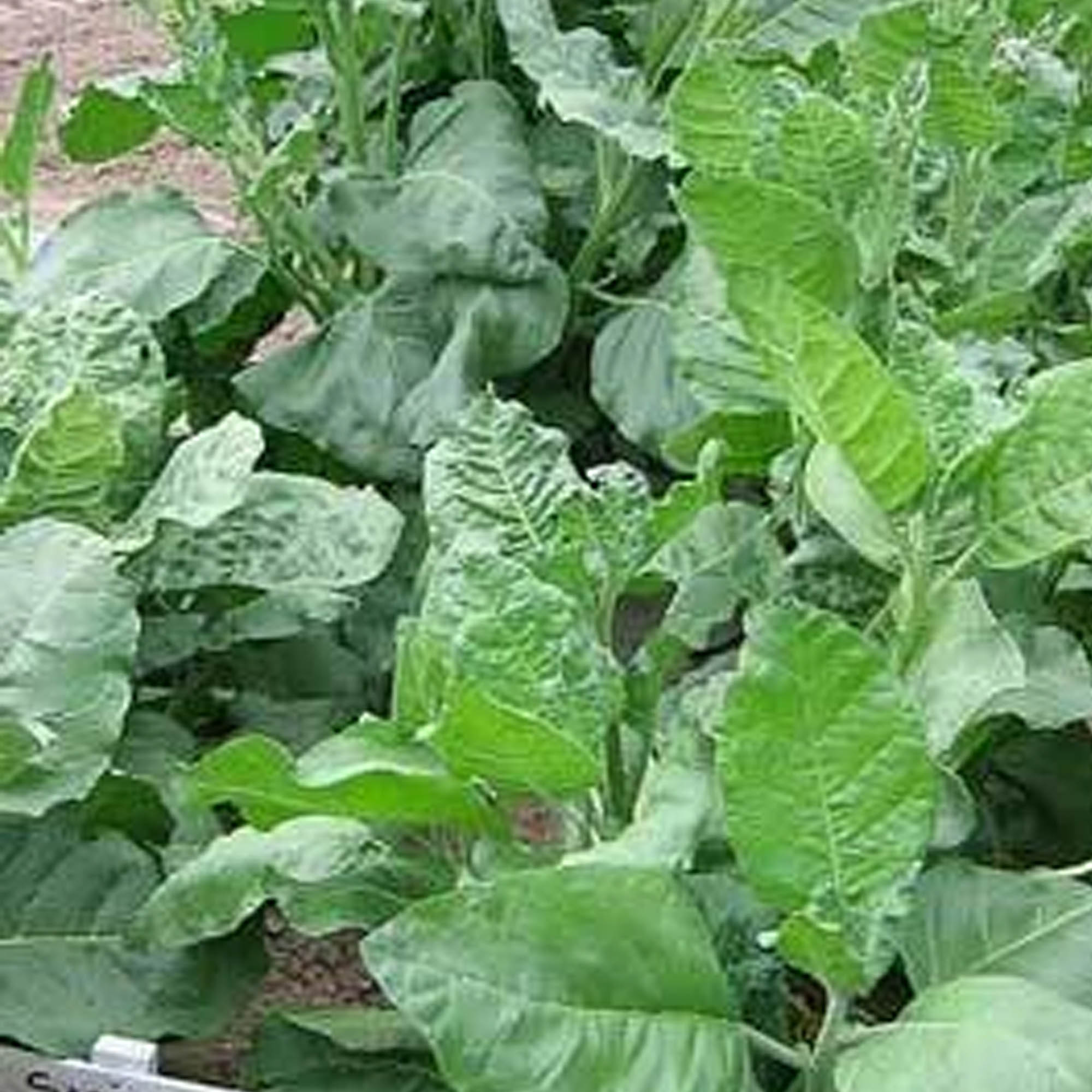 Tobacco Seeds - Sacred Cornplanter - Packet of 100 Seeds - Nicotiana rustica - Non-GMO, Open Pollinated Heirloom - Tobacco Garde