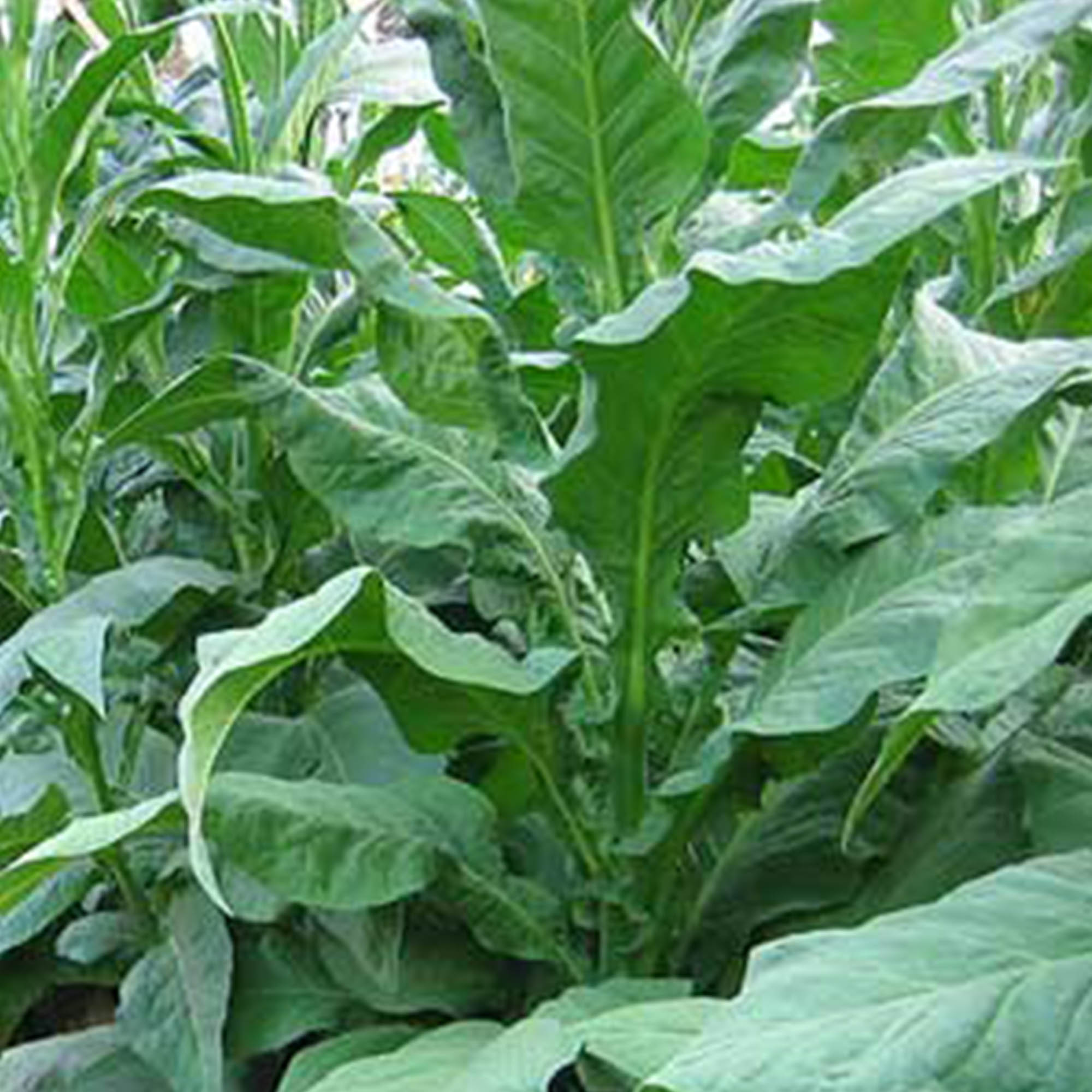 Tobacco Seeds - Shirey - Packet of 1500 Seeds - Nicotiana tabacum - Non-GMO, Open Pollinated Heirloom - Tobacco Garden Seeds - f