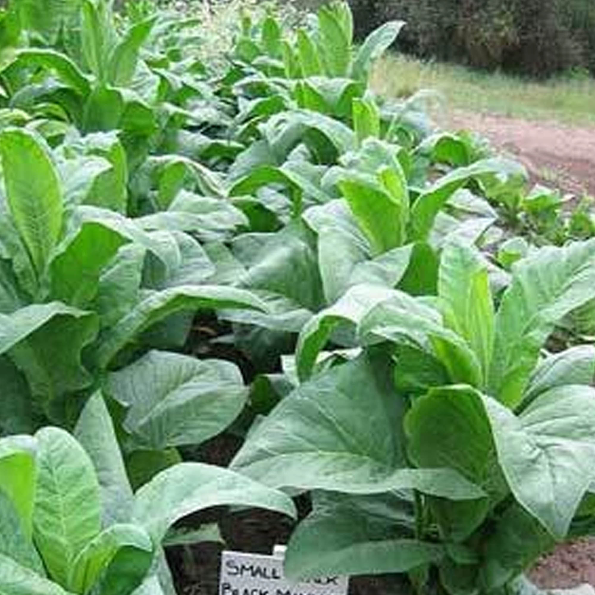 Tobacco Seeds - Small Stalk Black Mammoth - Packet of 1500 Seeds - Nicotiana tabacum - Non-GMO, Open Pollinated Heirloom - Tobac