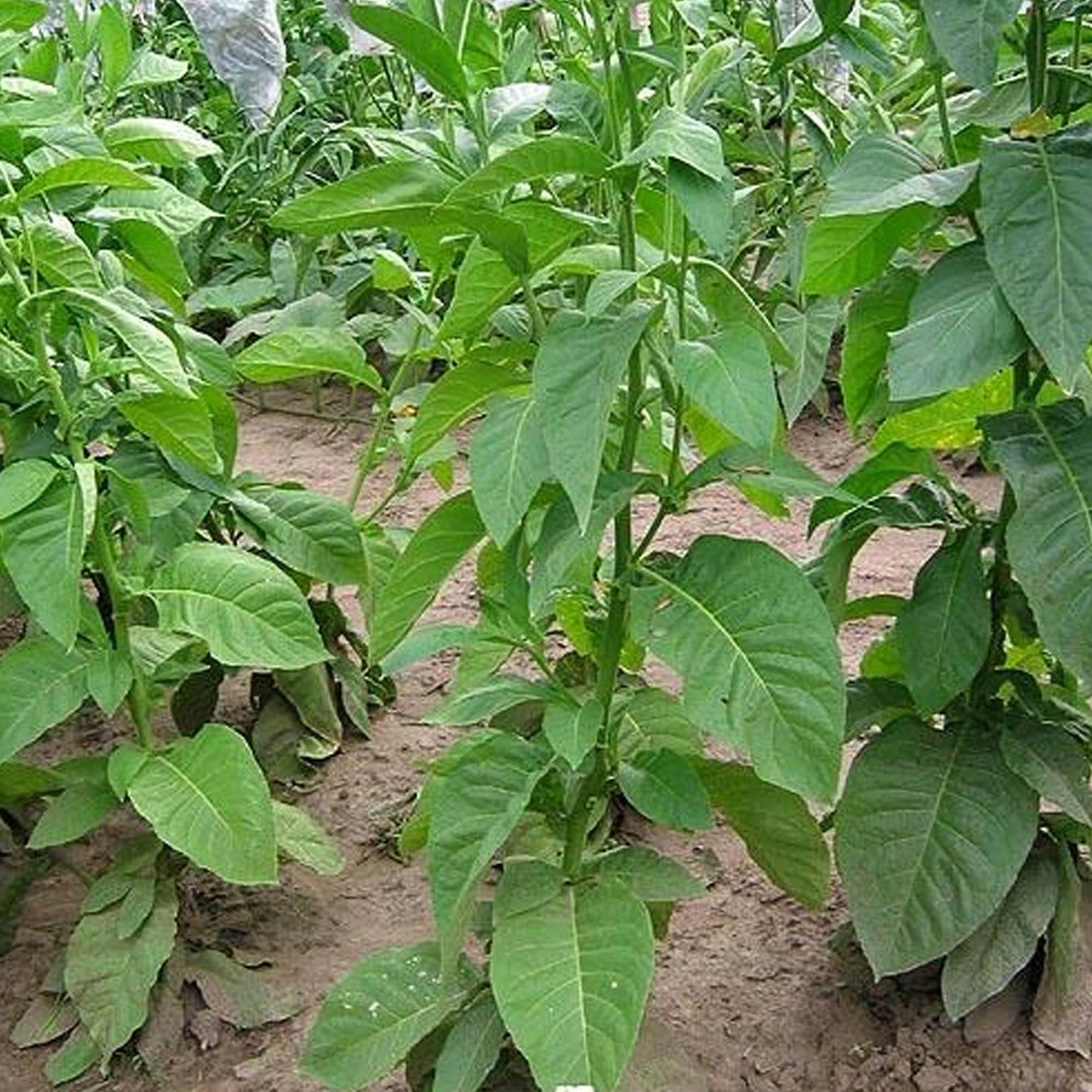 Tobacco Seeds - Vuelta Abajo - Packet of 1500 Seeds - Nicotiana tabacum - Non-GMO, Open Pollinated Heirloom - Tobacco Garden See