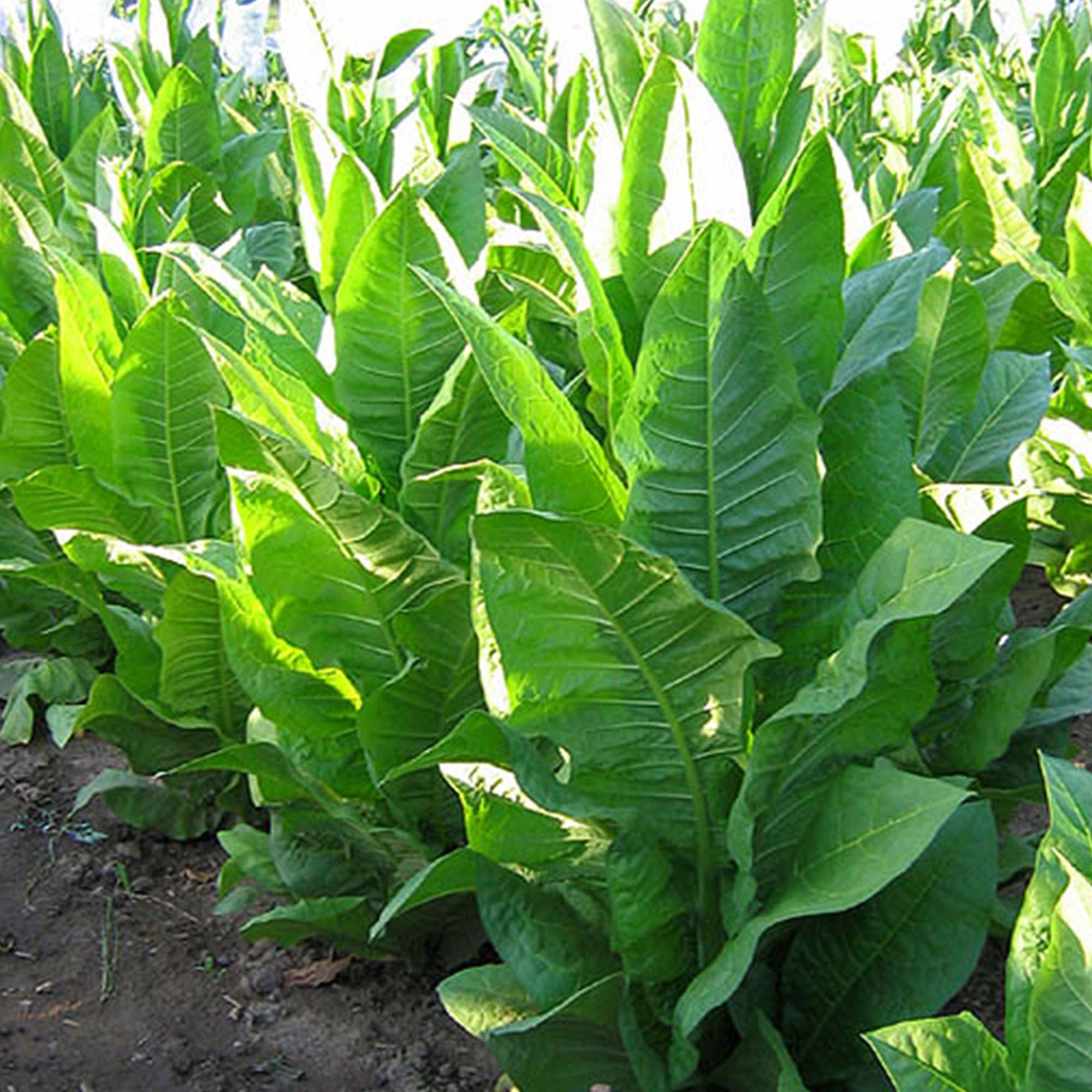 Tobacco Seeds - Wisconsin 901 - Packet of 100 Seeds - Nicotiana tabacum - Non-GMO, Open Pollinated Heirloom - Tobacco Garden See