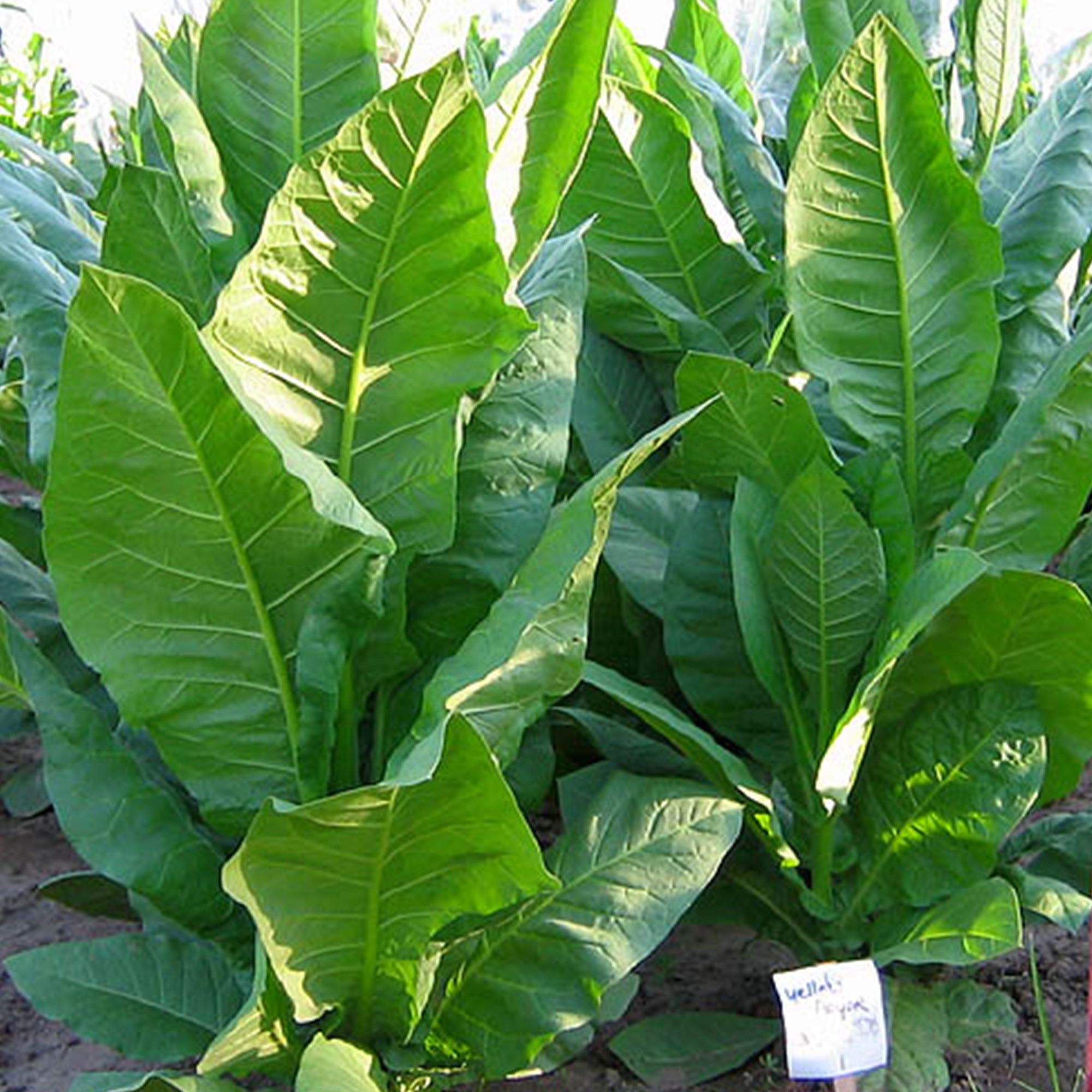 Tobacco Seeds - Yellow Pryor - Packet of 1500 Seeds - Nicotiana tabacum - Non-GMO, Open Pollinated Heirloom - Tobacco Garden See