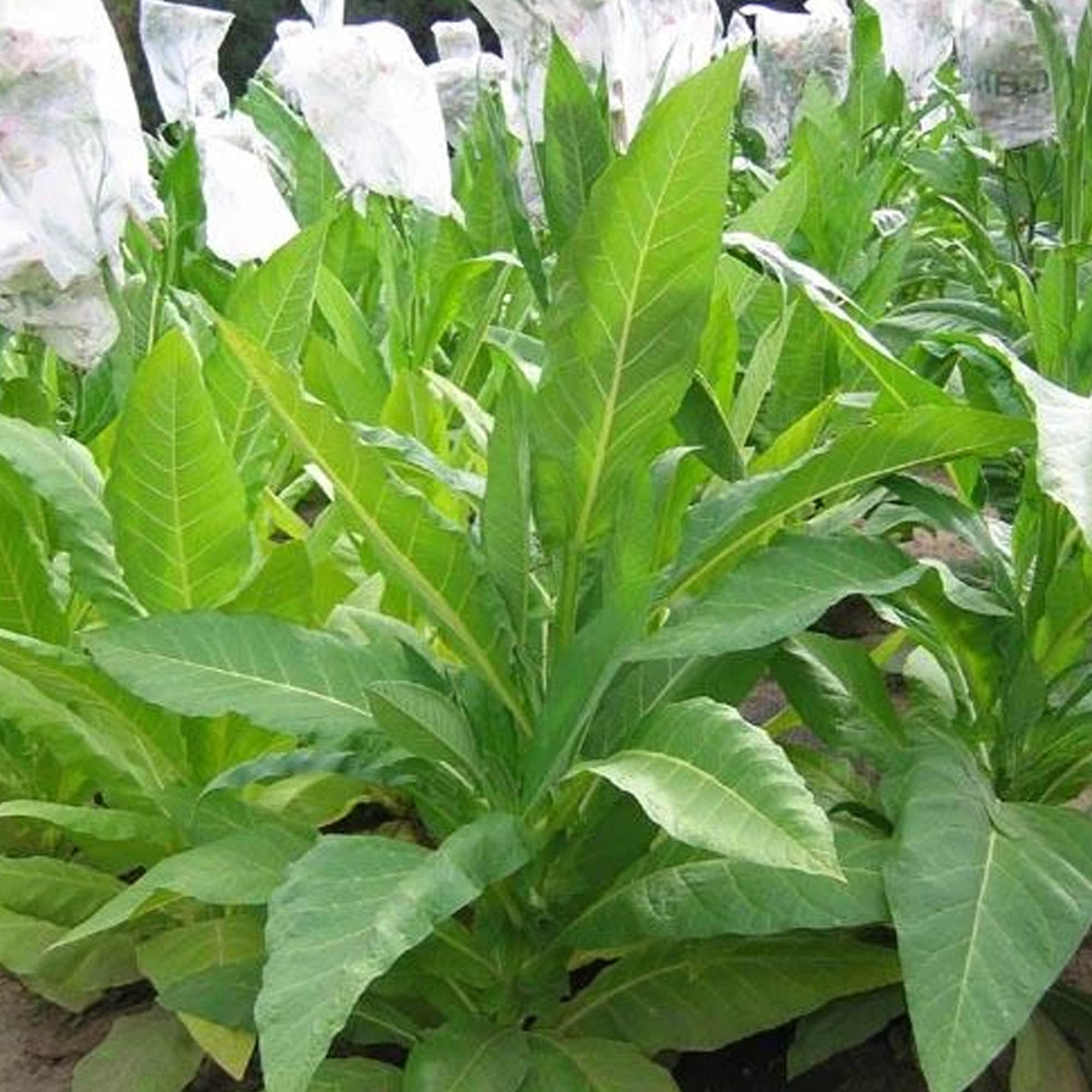 Tobacco Seeds - Yellow Twist Bud - Packet of 1500 Seeds - Nicotiana tabacum - Non-GMO, Open Pollinated Heirloom - Tobacco Garden
