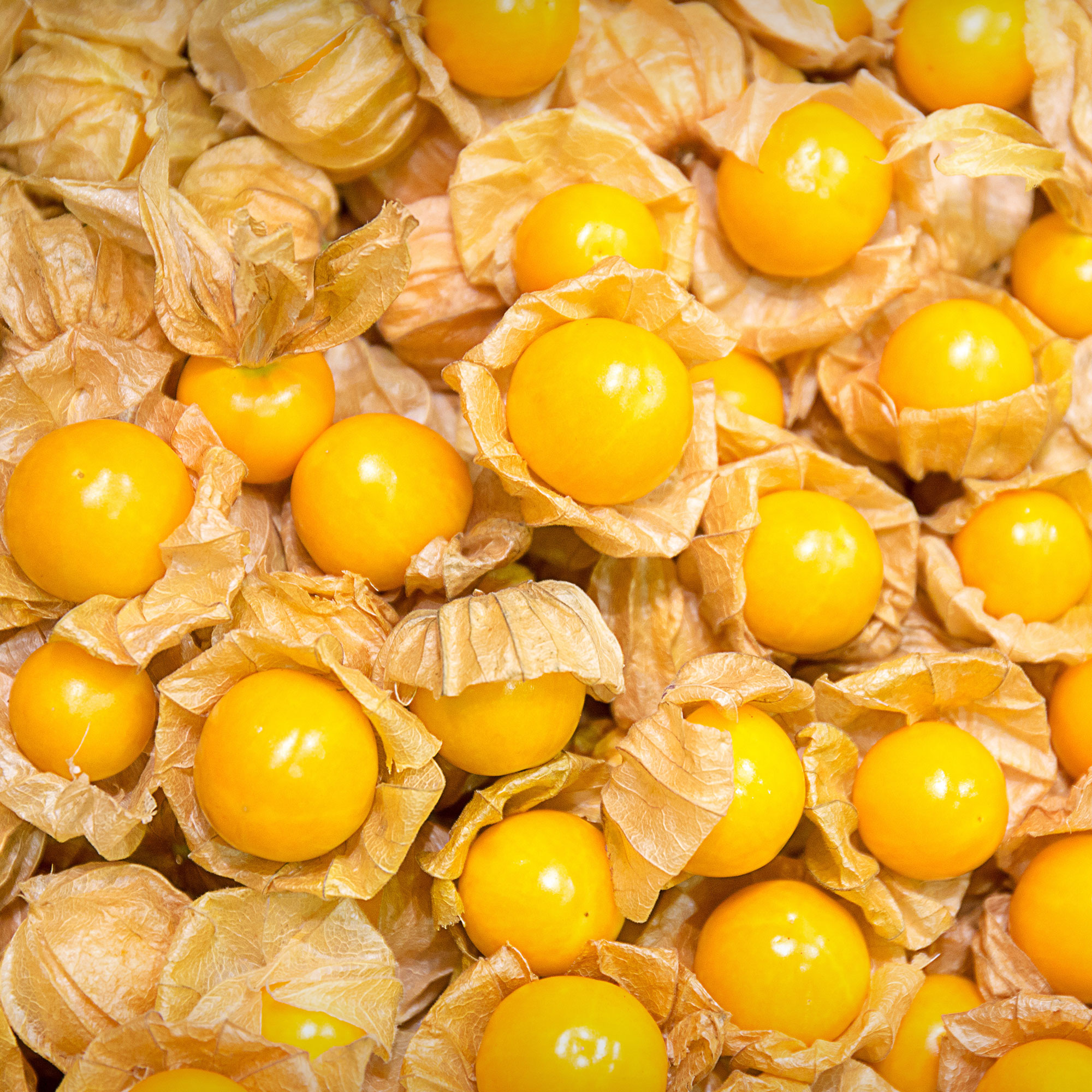Tomatillo Seeds - Cape Gooseberry - 1 Lb ~120K Bulk - Garden Vegetable - Buy Non-GMO Physalis peruviana Farm & Gardening Seeds O