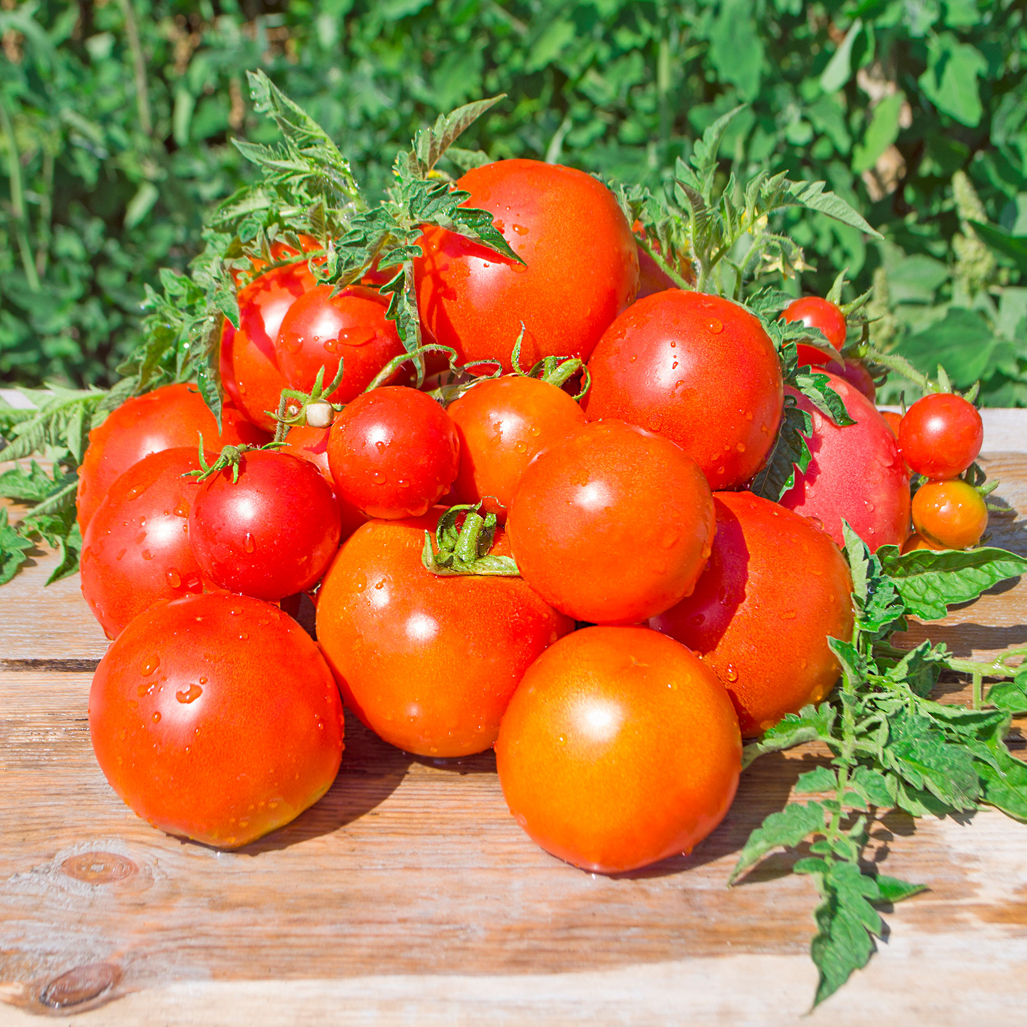 Tomato Seeds - Atkinson - 1 Lb Bulk ~120K - Garden Vegetable, Heirloom - Buy Non-GMO Solanum lycopersicum Farm & Gardening Seeds