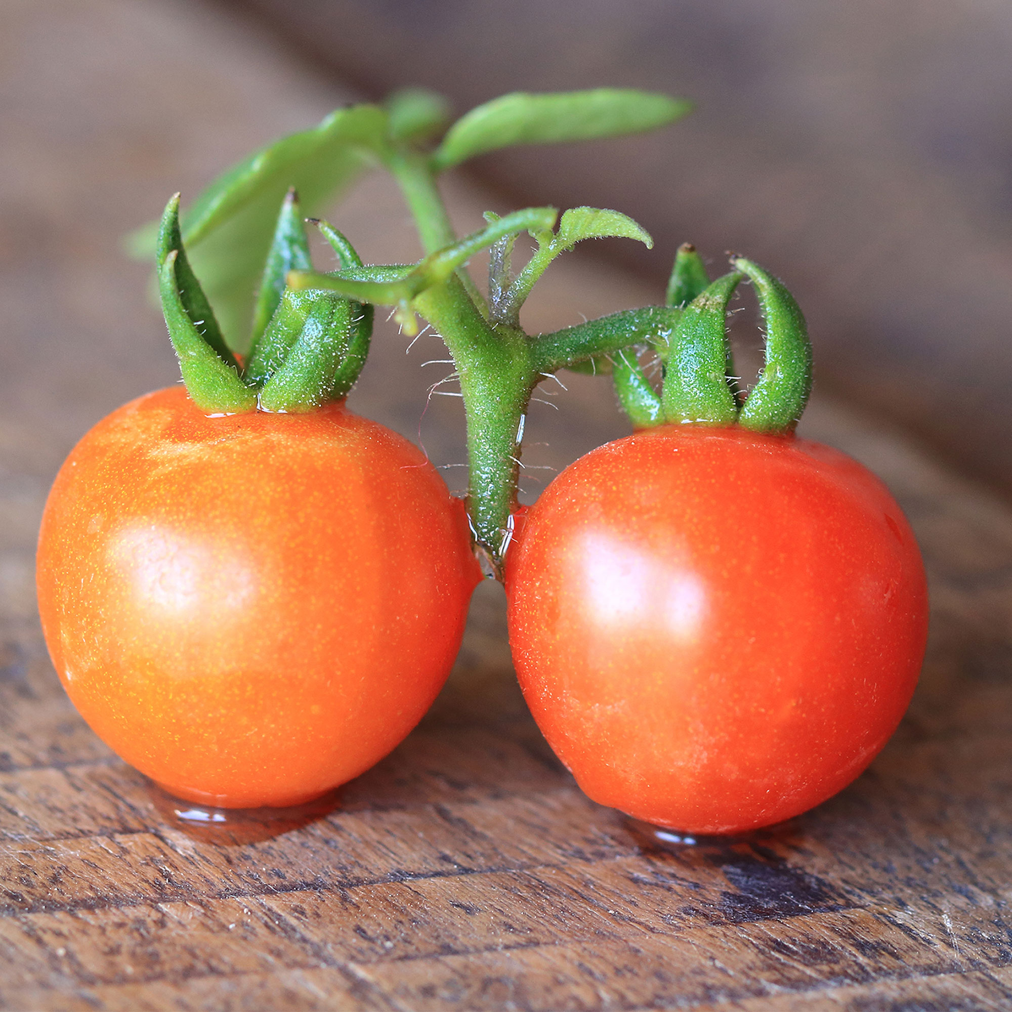 Tomato Seeds -Baxter's Early Bush Cherry -1 Lb Bulk ~160,000 -Heirloom - Buy Non-GMO Solanum lycopersicum Farm & Gardening Seeds