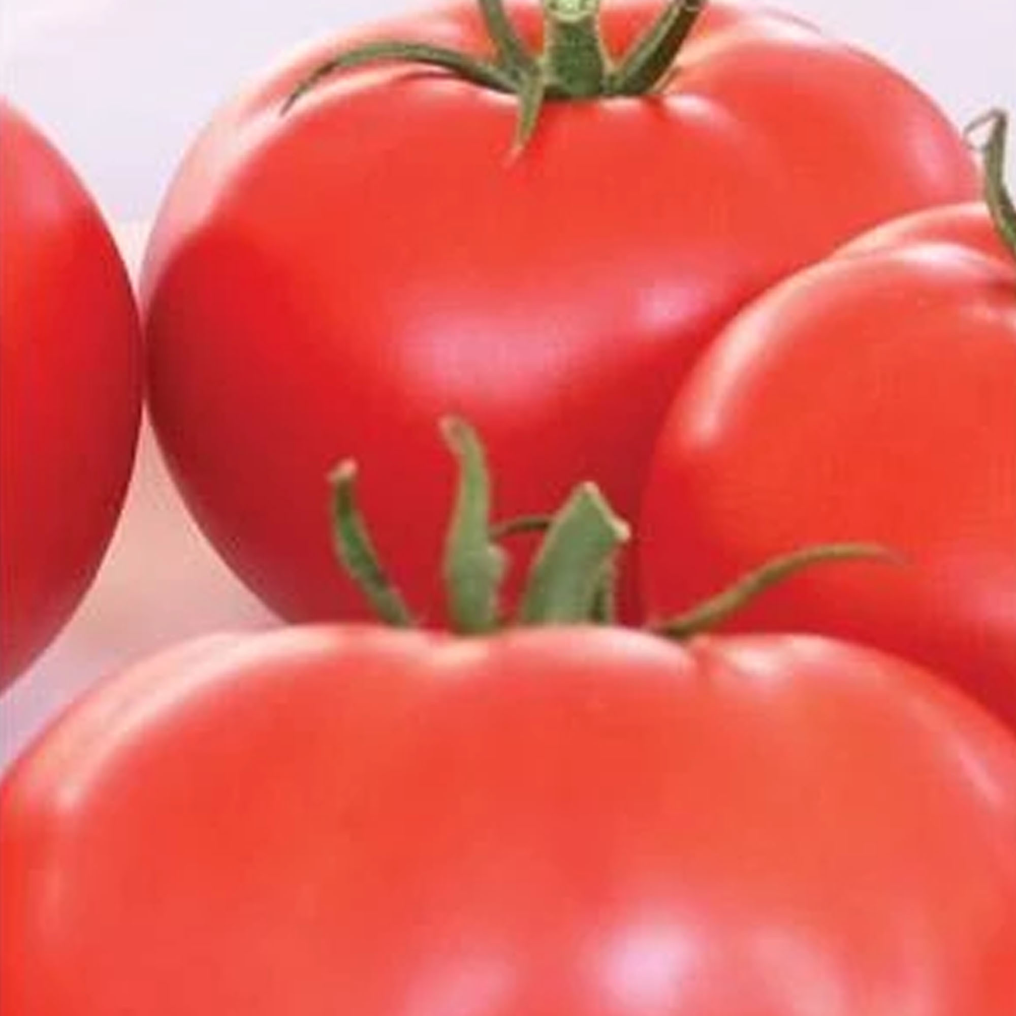 Organic Beefsteak Tomato Seeds - 1/4 LB ~30,000 Seeds - Farm & Garden - Buy Non-GMO Solanum lycopersicum Farm & Gardening Seeds 