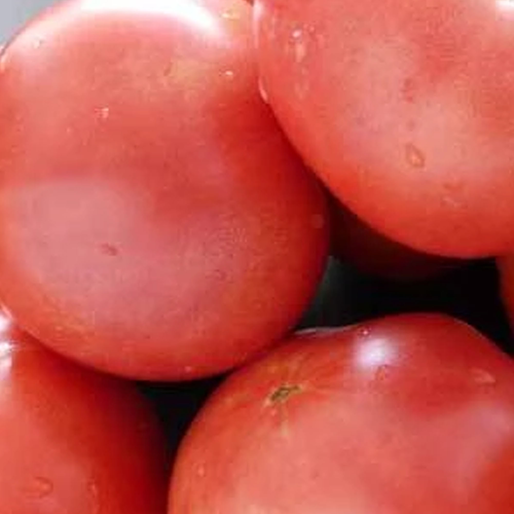 Bradley Tomato Seeds - 1 OZ ~7,500 Seeds - Lycopersicon esculentum - Buy Non-GMO, Open Pollinated Seeds Online - Best Seed Suppl