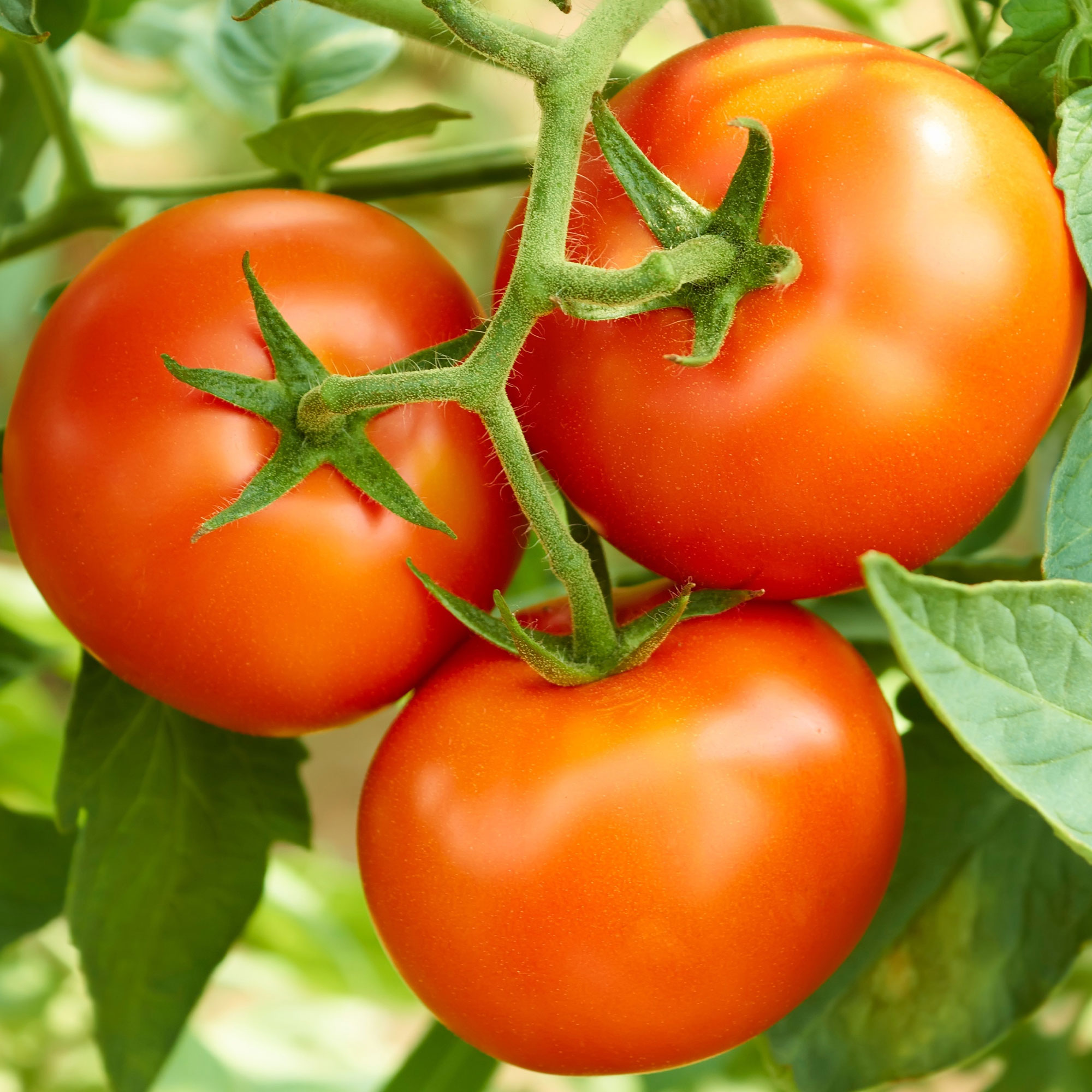 Tomato Seeds - Creole - 1 Oz ~7,500 - Garden Vegetable, Heirloom - Buy Non-GMO Solanum lycopersicum Farm & Gardening Seeds Onlin