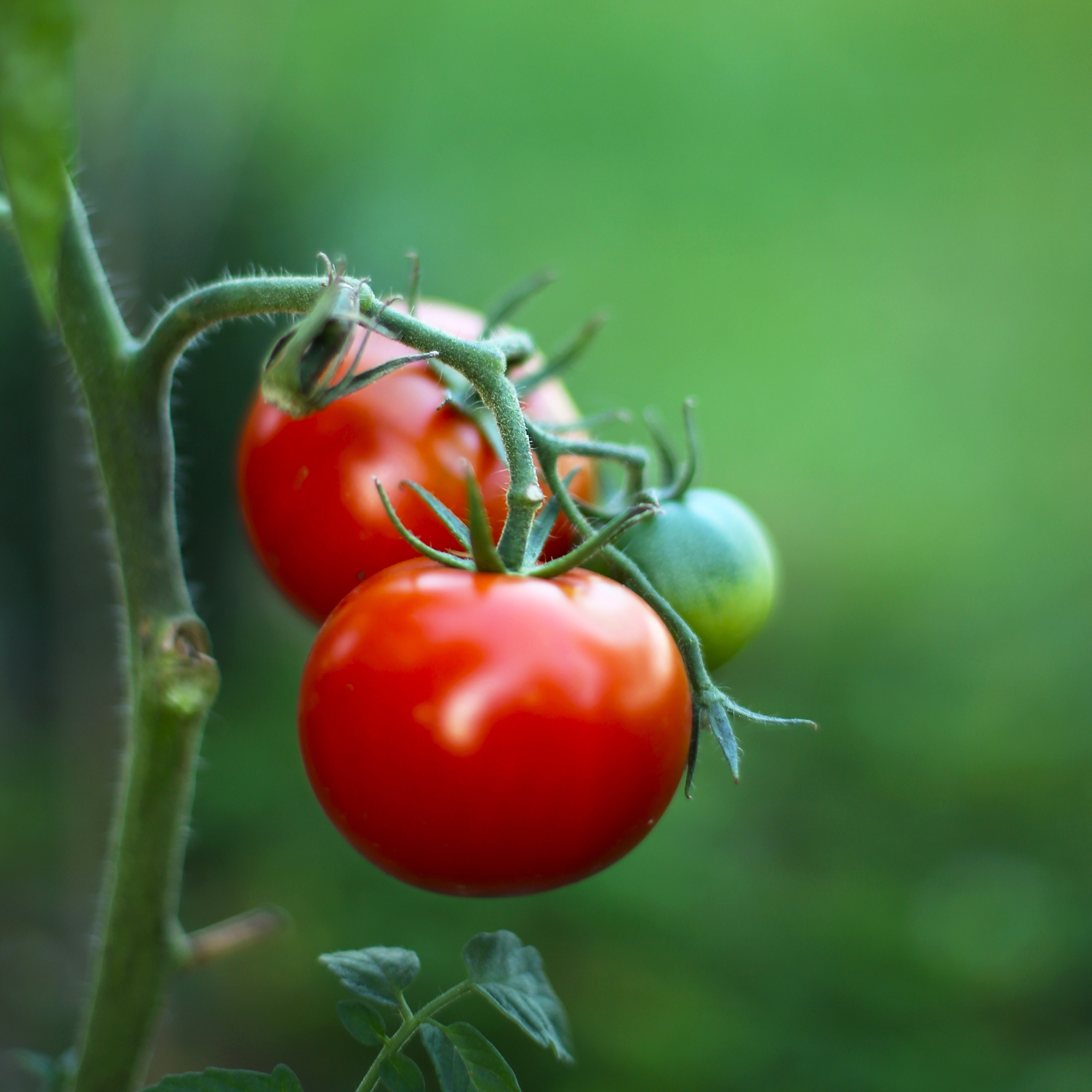 Marion Tomato Seeds - 1 OZ Bulk ~7,500 Seeds - Non-GMO, Vegetable - Buy Non-GMO Solanum lycopersicum Farm & Gardening Seeds Onli