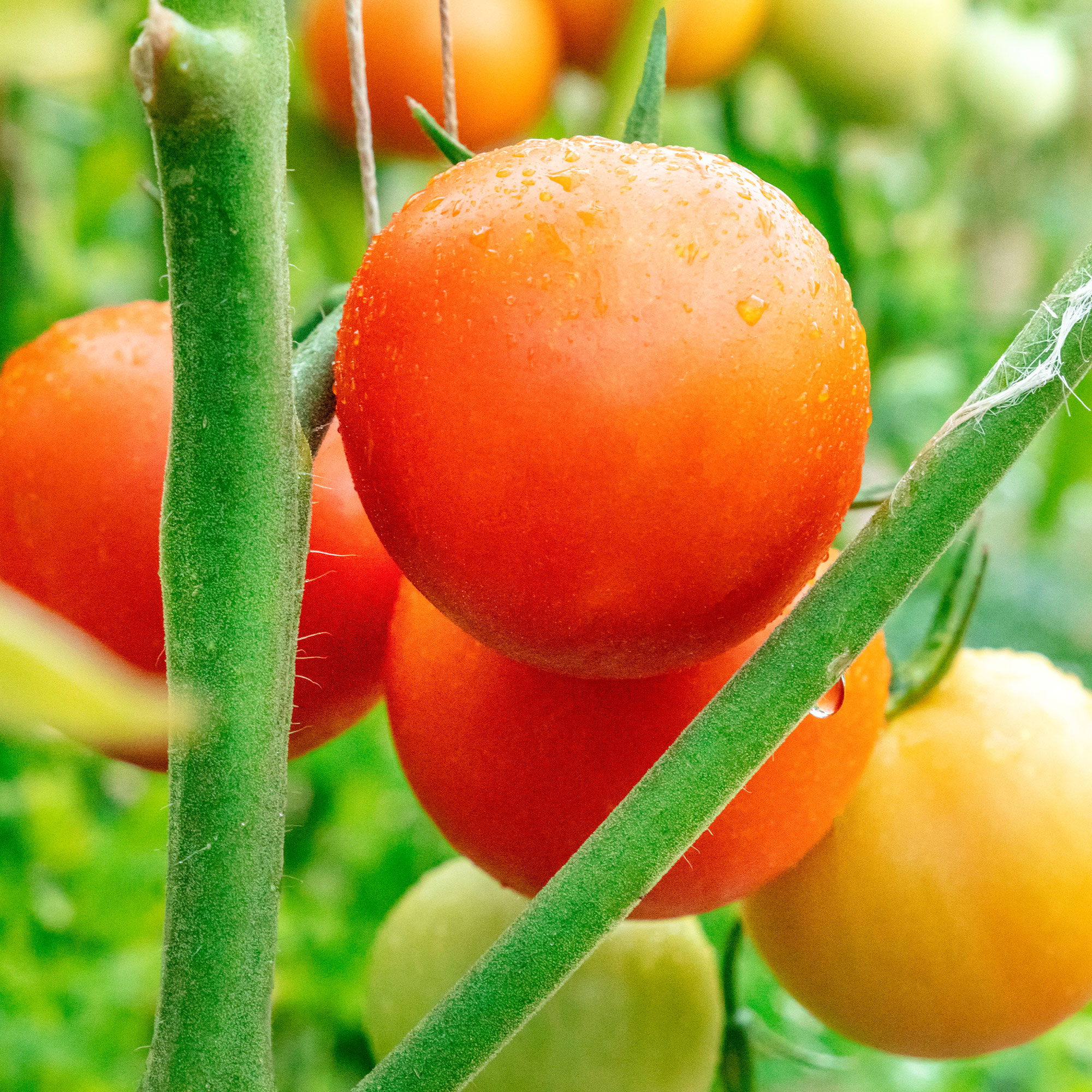 Tomato Seeds - Moneymaker -1 Lb Bulk ~120K - Garden -Non-GMO, Heirloom - Buy Non-GMO Solanum lycopersicum Farm & Gardening Seeds
